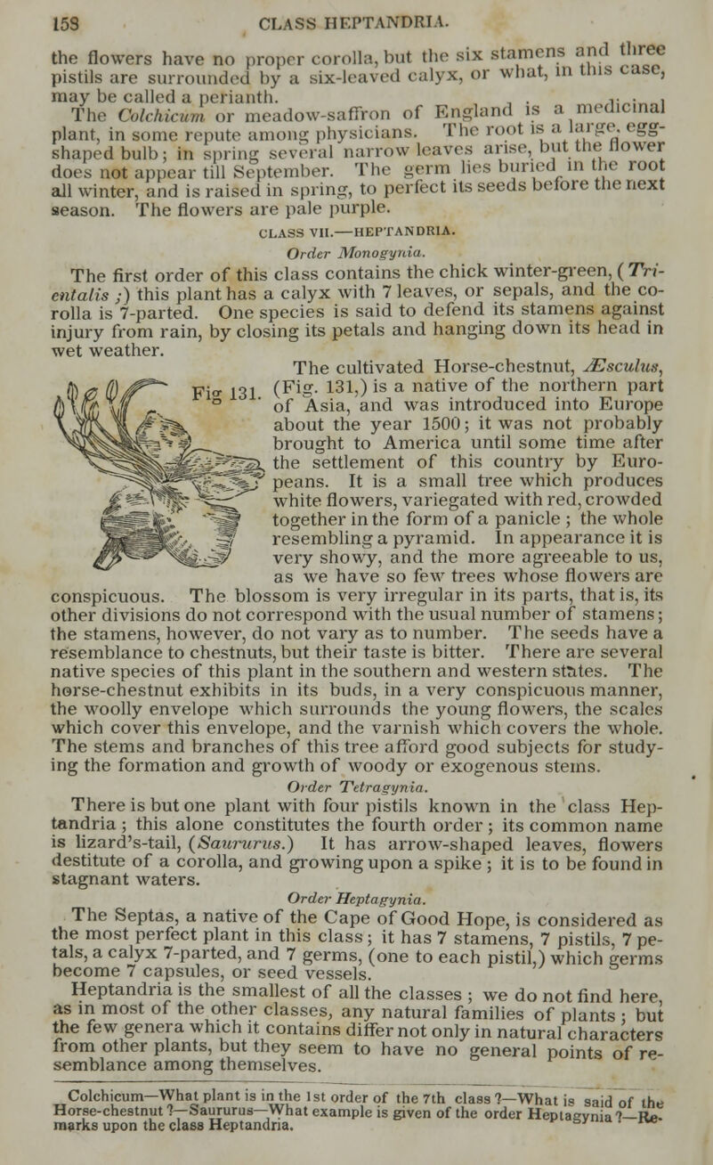 Fi2 131. the flowers have no proper corolla,but the six stamens and three pistils are surrounded by a six-leaved calyx, or what, in cms case, may be called a perianth. , . ... , The Oolchicum or meadow-saffron of England is a medicinal plant, in some repute among physicians. The root is a lai ge. egg- shaped bulb: in spring several narrow leaves arise, hut _ the flower does not appear till September. The germ lies buried in the root all winter, and is raised in spring, to perfect its seeds betore the next season. The flowers are pale purple. CLASS VII.—HEPTANDRIA. Order Monogynia. The first order of this class contains the chick winter-green, ( Tri- entalis ;) this plant has a calyx with 7 leaves, or sepals, and the co- rolla is 7-parted. One species is said to defend its stamens against injury from rain, by closing its petals and hanging down its head in wet weather. The cultivated Horse-chestnut, JEsculus, (Fig. 131,) is a native of the northern part of Asia, and was introduced into Europe about the year 1500; it was not probably brought to America until some time after gggi, the settlement of this country by Euro- ~ peans. It is a small tree which produces white flowers, variegated with red, crowded together in the form of a panicle ; the whole resembling a pyramid. In appearance it is very showy, and the more agreeable to us, as we have so few trees whose flowers are conspicuous. The blossom is very irregular in its parts, that is, its other divisions do not correspond with the usual number of stamens; the stamens, however, do not vary as to number. The seeds have a resemblance to chestnuts, but their taste is bitter. There are several native species of this plant in the southern and western stales. The horse-chestnut exhibits in its buds, in a very conspicuous manner, the woolly envelope which surrounds the young flowers, the scales which cover this envelope, and the varnish which covers the whole. The stems and branches of this tree afford good subjects for study- ing the formation and growth of woody or exogenous steins. Order Tetragynia. There is but one plant with four pistils known in the class Hep- tandria ; this alone constitutes the fourth order ; its common name is lizard's-tail, (Saumrus.) It has arrow-shaped leaves, flowers destitute of a corolla, and growing upon a spike ; it is to be found in stagnant waters. Order Heptagynia. The Septas, a native of the Cape of Good Hope, is considered as the most perfect plant in this class; it has 7 stamens, 7 pistils, 7 pe- tals, a calyx 7-parted, and 7 germs, (one to each pistil,) which eerms become 7 capsules, or seed vessels. Heptandria is the smallest of all the classes ; we do not find here as in most of the other classes, any natural families of plants • but the few genera which it contains differ not only in natural characters from other plants, but they seem to have no general points of re- semblance among themselves. Colchicum—What plant is in the 1st order of the 7th class 1—What is said of the Horse-chestnut ?—Saururus—What example is given of the order Heptagvnia 1—R*>. marks upon the class Heptandria. sj »«» *»