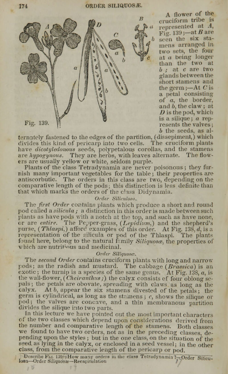 A flower of the cruciform tribe is represented at A, Fig. 139 j—at/? are seen the six sta- mens arranged in two sets, the four at a being longer than the two at b ; at c are two glands between the short stamens and the germ;—At C is a petal consisting of a, the border, and b, the claw ; at D is the pod, which is a silique; a rep- resents the valves; b the seeds, as al- ternately fastened to the edges of the partition, (dissepiment,) which divides this kind of pericarp into two cells. The cruciform plants have dicotyledonous seeds, polypetalous corollas, and the stamens are hypogynous. They are herbs, with leaves alternate. The flow- ers are usually yellow or white, seldom purple. Plants of the class Tetradynamia are never poisonous ; they fur- nish many important vegetables for the table; their properties are antiscorbutic. The orders in this class are two, depending on the comparative length of the pods; this distinction is less definite than that which marks the orders of the class Didynamia. Order Siliculosa. The first Order contains plants which produce a short and round pod called a silicula ; a distinction in this order is made between such plants as have pods with a notch at the top, and such as have none, or are entire. The Pepper-grass, (Lepidium,} and the shepherd's purse, (Thlaspi.) afford examples of this order. At Fig. 138, d, is a representation of the silicula or pod of the Thlaspi. The plants found here, belong to the natural family Siliquoste, the properties of which are nutrit'ous and medicinal. Order Siliquoscr. The second Order contains cruciform plants with long and narrow pods; as the radish and mustard. The cabbage (Brassica) is an exotic ; the turnip is a species of the same genus. At Fig. 138, a, is the wall-flower, (Cheirantkus/) the calyx consists of four oblong se- pals ; the petals are obovate, spreading with claws as long as the calyx. At b, appear the six stamens divested of the petals; the germ is cylindrical, as long as the stamens ; r, shows the silique or pod; the valves are concave, and a thin membranous partition divides the silique into two parts. In this lecture we have pointed out the most important characters of the two classes which depend upon considerations derived from the number and comparative length of the stamens. Both classes we found to have two orders, not as in the preceding classes, de- pending upon the styles ; but in the one class, on the situation of the seed as lying in the calyx, or enclosed in a seed vessel; in the other class, from the comparative length of the pericarp or pod. Describe Fi-'. 139—How many orders iu the class Tetradynamia 1^0rder~SilIciN losa—Order Siliqudsa:—Recapitulation
