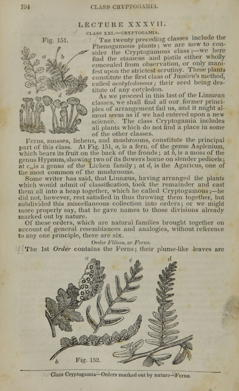 Fig. 151. LECTURE X X X VII. CLASS XXI.—CRYPTOGAMA. The twenty preceding classes include the ^henogamous plants ; we are now to con- sider the Cryptogamous class;—we hepe find the stamens and pistils either wholly concealed from observation, or only mani- fest upon the strictest scrutiny. These plant* constitute the first class of Jussieu's method, called acatyledonous; their seed being-des- titute of any cotyledon. As we proceed in this last of the Linnaean classes, we shall find all our former princi- ples of arrangement fail us, and it might al- most seem as if we had entered upon a new science. The class Cryptogamia includes all plants which do not find a place in some of the other classes. Ferns, mosses, lichens, and mushrooms, constitute the principal part of this class. At Fig. 151, a, is a fern, of the genus Asplenium, which bears its fruit on the back of the fronds ; at b, is a moss of the genus Hypnum, showing two of its flowers borne on slender pedicels; at (. is a genus of the Lichen family ; at d, is the Agaricus, one of the most common of the mushrooms. Some writer has said, that Linnaeus, having arranged the plants which would admit of classification, took the remainder and cast them all into a heap together, which he called Cryptogamous;—he did not, however, rest satisfied in thus throwing them together, but subdivided this miscellaneous collection into orders; or we might more properly say, that he gave names to those divisions already marked out by nature. Of these orders, which are natural families brought together on account of general resemblances and analogies, without reference to any one principle, there are six. Order Filiccs, or Ferns. The 1st Order contains the Ferns; their plume-like leaves are Class Cryptogamia—Orders marked out by nature—Ferns.