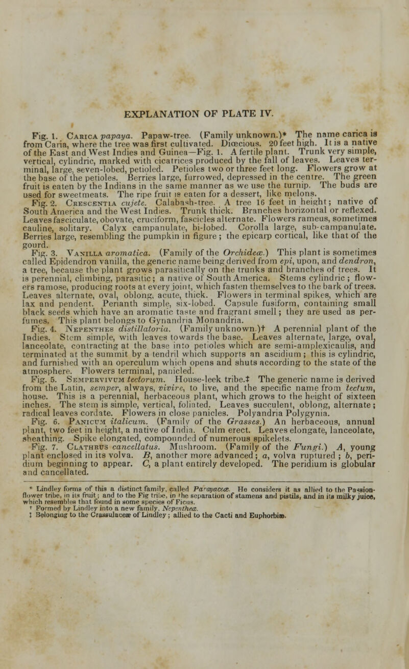 Fig. 1. Cabica -papaya. Papaw-tree. (Family unknown.)* The name carica is from Caria, where the tree was first cultivated. Dicecious. 20 feet high. It is a native of the East and West Indies and Guinea—Fig. 1. A fertile plant. Trunk very simple, vertical, cylindric, marked with cicatrices produced by the fall of leaves. Leaves ter- minal, large, seven-lobed, petioled. Petioles two or three feet long. Flowers grow at the base of the petioles. Berries large, furrowed, depressed in the centre. The green fruit is eaten by the Indians in the same manner as we use the turnip. The buds are used for sweetmeats. The ripe fruit is eaten for a dessert, like melons. Fig. 2. Crescentia cujete. Calabash-tree. A tree 16 feet in height; native of South America and the West Indies. Trunk thick. Branches horizontal or reflexed. Leaves fasciculate, obovate, cruciform, fascicles alternate. Flowers rameus, sometimes cauline, solitary. Calyx campanulate, bi-lobed. Corolla large, sub-campanu'.ate. Berries large, resembling the pumpkin in figure ; the epicarp cortical, like that of the gourd. Fig. 3. Vanilla aromatica. (Family of the Orckideec.) This plant is sometimes called Epidendron vanilla, the generic name being derived from epi, upon, and dendron, a tree, because the plant grows parasitically on the trunks and branches of trees. It is perennial, climbing, parasitic ; a native of South America. Stems cylindric ; flow- ers ramose, producing roots at every joint, which fasten themselves to the bark of trees. Leaves alternate, oval, oblong, acute, thick. Flowers in terminal spikes, which are lax and pendent. Perianth simple, six-lobed. Capsule fusiform, containing small black seeds which have an aromatic taste and fragrant smell; they are used as per- fumes. This plant belongs to Gynandria B'lonandria. Fig. 4. Nepenthes distillatoria. (Family unknown.)i A perennial plant of the Indies. Stem simple, with leaves towards the base. Leaves alternate, large, oval, lanceolate, contracting at the base into petioles which are semi-amplexicaulis, and terminated at the summit by a tendril which supports an ascidium ; this is cylindric, and furnished with an operculum which opens and shuts according to the state of the atmosphere. Flowers terminal, panicled. Fig. 5. Sempervivum tectorum. House-leek tribe.t The generic name is derived from the Latin, semper, always, vivirc, to live, and the specific name from tectum, house. This is a perennial, herbaceous plant, which grows to the height of sixteen inches. The stem is simple, vertical, foliated. Leaves succulent, oblong, alternate ; radical leaves cordate. Flowers in close panicles. Polyandria Polygynia. Fig. 6. Panicu.m italicum. (Family of the Grasses.) An herbaceous, annual plant, two feet in height, a native of India. Culm erect. Leaves elongate, lanceolate, sheatning. Spike elongated, compounded of numerous epikelets. Fig. 7. Clathrus cancellatus. Mushroom. (Family of the Fungi.) A, young plant enclosed in its volva. B, another more advanced; a, volva ruptured ; b, pen- dium beginning to appear. C, a plant entirely developed. The peridium is globular and cancellated. * Lindley forms of thi9 a distinct family, called Parayaeuz. He considers it as allied to the Passion- flower tribe, in iia fruit; and to the Fig tribe, in 'he separation of stamens and pistils, and in its milky juice, which resembles that found in some species of Ficus. ' Formed by Linilley into a new family. Nep'rithea.