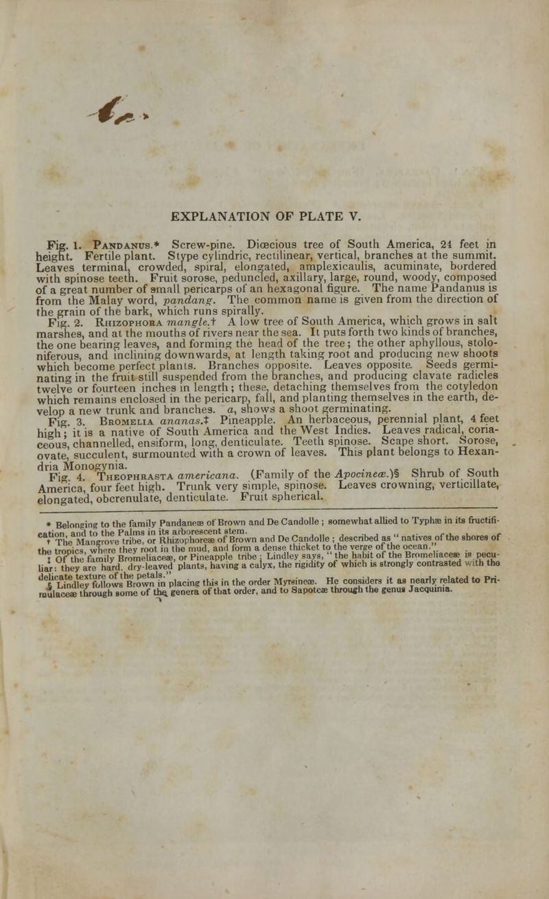 * > EXPLANATION OF PLATE V. Fig. 1. Pakdanus.* Screw-pine. Dioecious tree of South America, 24 feet in height. Fertile plant. Stype cylindric, rectilinear, vertical, branches at the summit. Leaves terminal, crowded, spiral, elongated, amplexicaulis, acuminate, bordered with spinose teeth. Fruit sorose, peduncled, axillary, large, round, woody, composed of a great number of small pericarps of an hexagonal figure. The name Pandanus is from the Malay word, pandang. The common name is given from the direction of the grain of the bark, which runs spirally. Fie. 2. Rhizophoha mangle.i A low tree of South America, which grows in salt marsnes, and at the mouths of rivers near the sea. It puts forth two kinds of branches, the one bearing leaves, and forming the head of the tree ; the other aphyllous, stolo- niferous, and inclining downwards, at length taking root and producing new shoots which become perfect plants. Branches opposite. Leaves opposite. Seeds germi- nating in the fruit still suspended from the branches, and producing clavate radicles twelve or fourteen inches in length; these, detaching themselves from the cotyledon which remains enclosed in the pericarp, fail, and planting themselves in the earth, de- velop a new trunk and branches, a, shows a shoot germinating. Fig 3. Bhomelia ananas.t Pineapple. An herbaceous, perennial plant, 4 feet high; it is a native of South America and the West Indies. Leaves radical, coria- ceous, channelled, ensiform, long, denticulate. Teeth spinose. Scape short. Sorose, ovate, succulent, surmounted with a crown of leaves. This plant belongs to Hexan- dria Monogynia. . , FiCT 4 Theophrasta americana. (Family of the Apocinece.)^ bnrub of houtn America', four feet high. Trunk very simple, spinose. Leaves crowning, verticillate, elongated, obcrenulate, denticulate. Fruit spherical. * Belonging to the family Pandanens of Brown and De Candolle ; somewhat allied to Typhas in its fructifi- ration and to the Palms in its arborescent stem. t The Mangrove tribe, or Rhizophonw of Brown and De Candolle ; descnbed as  natives of the shores of the tropics where they root in the mud, and form a dense thicket to the verge of the ocean. I Of the family Bromeliaceae, or Pineapple tribe : Lindley says, the habi of the Brome haceae is pecu- liar:they are 1hard dry-leaved plants, having a calyx, the rigidity of which is strongly contrasted With the de5 LtadteJfoHowBrSSlif'fn placing this in the order Myrsinea,. He considers it as nearly related to Pri- raulac^i through some of the. genera of that order, and to Sapotca- through the genui Jacquin.a.