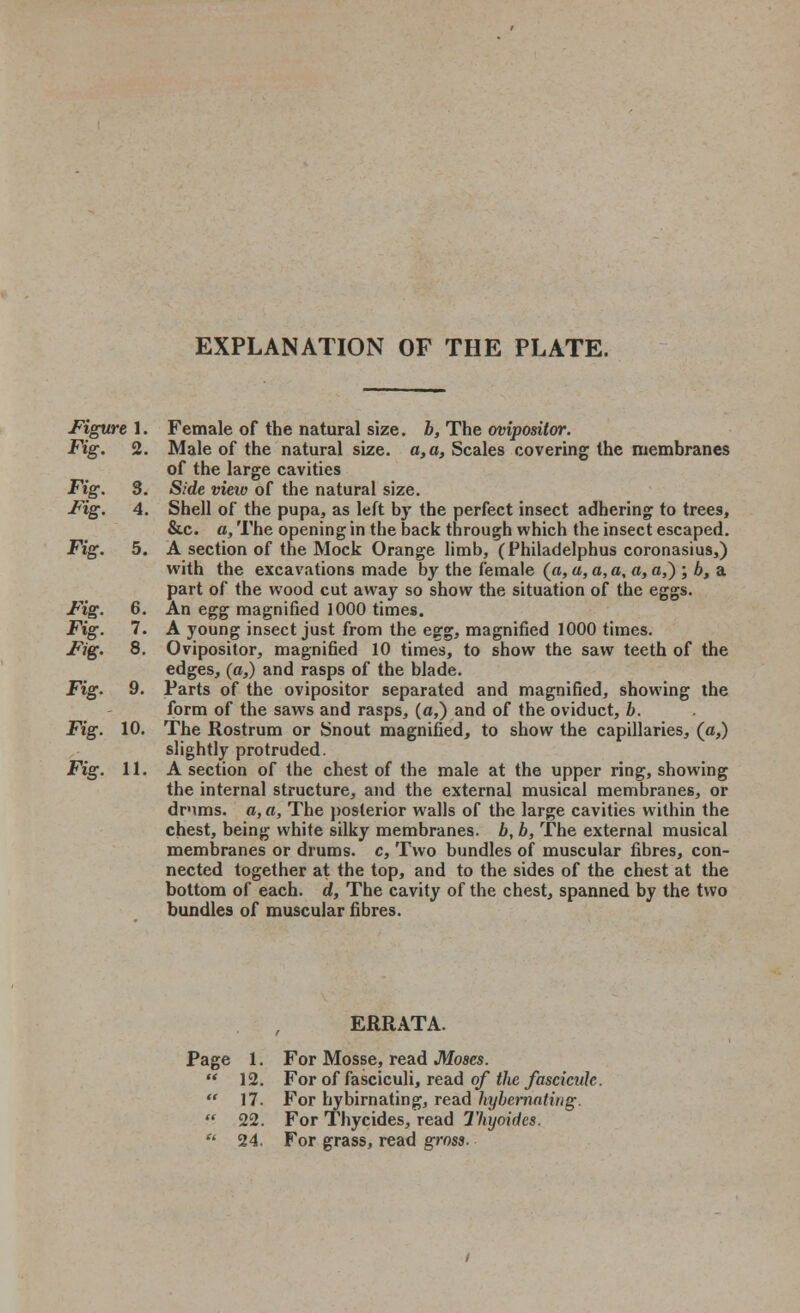 EXPLANATION OF THE PLATE. Fig. Fig. Fig. 6. 7. 8. Fig. 9. Fig. 10. Fig. 11. Figure 1. Female of the natural size. b, The ovipositor. Fig. 2. Male of the natural size, a,a, Scales covering the membranes of the large cavities Fig. 3. Side view of the natural size. Fig. 4. Shell of the pupa, as left by the perfect insect adhering to trees, &c. a, The opening in the back through which the insect escaped. Fig. 5. A section of the Mock Orange limb, (Philadelphus coronasius,) with the excavations made by the female (a, a, a, a, a, a,) ; b3 a part of the wood cut away so show the situation of the eggs. An egg magnified 1000 times. A young insect just from the egg, magnified 1000 times. Ovipositor, magnified 10 times, to show the saw teeth of the edges, (a,) and rasps of the blade. Parts of the ovipositor separated and magnified, showing the form of the saws and rasps, (a,) and of the oviduct, b. The Rostrum or Snout magnified, to show the capillaries, (a,) slightly protruded. A section of the chest of the male at the upper ring, showing the internal structure, and the external musical membranes, or drums, a, a, The posterior walls of the large cavities within the chest, being white silky membranes, b, b, The external musical membranes or drums, c, Two bundles of muscular fibres, con- nected together at the top, and to the sides of the chest at the bottom of each, d, The cavity of the chest, spanned by the two bundles of muscular fibres. ERRATA. Page 1. For Mosse, read Moses.  12. For of fasciculi, read of the fascicide.  17. For hybirnating, read hybernating.  22. For Thycides, read Thyoides. ■ 24. For grass, read gross.