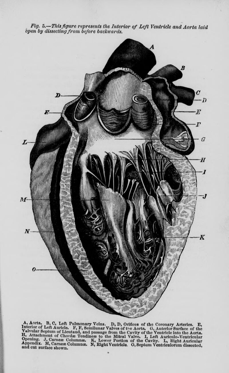 open by dissecting from before backwards. A, Aorta. B, C, Left Pulmonary Veins. D, D, Orifices of the Coronary Arteries. E, interior of Left Auricle. F, F, Semilunar Valves of t'.e Aorta. G, Anterior Surface of tho valvular Septum of Lieutaud, and passage from the Cavity of the Ventricle into the Aorta. u, Attachment of Chorda! Tendmeoe to the Mitral Valve. I, Left Auriculo-Ventricular upemng. J, Carneis Columnar K, Lower Portion of the Cavity. L, Right Auricular »l$DZt ?' Cayece Column<B- N, Eight Ventricle. O, Septum Ventricnlorum dissected, ana cut surface shown.