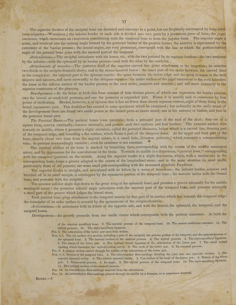 The superior borders of the occipital bone are dentated and converge to a point, but are frequently interrupted by bony islets (ossa triquetra—Wormiana;) the inferior border at each side is divided into two parts by a prominent piece of bone, the jvgeti eminence, whjeh surmounts an excavation contributing with the temporal bone to form the jugular fossa. The superior angle is acute, and received into the retiring angle formed by the posterior border of the parietal bones; the anterior is represented by the extremity of the basilar process; the lateral angles, not very prominent, correspond with the line at which the postero-inferior angle of the parietal bone joins with the mastoid part of the temporal. Articulations.—The occipital articulates with six bones, viz., with the two parietal by its superior borders—the two temporal by the inferior—with the sphenoid by its basilar process—and with the atlas by the condyles. Attacfunents of muscles.—The posterior third of the superior curved line gives attachment to the trapezius; its anterior two-thirds to the occipito-frontalis above, and to the sterno-mastoid below : the inner part of the space between the curved lines to the complexus: the external part to the splenitis capitis: the space between the lower ridge and the great foramen to the recti majores and minores, and more outwardly to the obliquus superior: the under surface of the jugal eminences to the recti laterales: the fossa? at the inferior surface of the basilar process to the recti antici, (majores and minores,) and still more anteriorly to the superior constrictor of the pharynx. Developement.—In the foetus at birth this bone consists of four distinct pieces, of which one represents the basilar process, two the lateral or condyloid portions, and one the posterior or expanded part. Hence it is usually said to commence by four points of ossification. Meckel, however, is of opinion that it has no fewer than eleven separate centres, eight of them being in the broad (squamous) part. This doubtless has existed in some specimens which he examined; but ordinarily in the early stages of the developement there are found two ossific points in the lateral parts as above stated, one in the anterior or basilar, and four in the posterior broad part. The Parietal Bones.—The parietal bones (ossa parietalia) form a principal part of the roof of the skull; they are of a square form, convex externally, concave internally, and present each two surfaces and four borders. The external surface rises towards its middle, where it presents a slight elevation, called the parietal eminence, below which is a curved line, forming part of the temporal ridge, and bounding a flat surface, which forms a part of the temporal fossa. At the upper and back part of the bone, usually about two lines from the sagittal suture, is a small hole, (foramen parietale,) which transmits a communicating vein; its position is exceedingly variable; even its existence is not constant. The internal surface of the bone is marked by branching lines, corresponding with the course of the middle meningeal artery, and by depressions for the convolutions of the brain. Towards its middle is a depression, parietal fossa, corresponding with the eminence (parietal) on the outside. Along the superior border is a slight depression, which, with a similar one in the corresponding bone, forms a groove adapted to the course of the longitudinal sinus; and in the same situation (in most skulls, particularly those of old persons) are some small pits corresponding with the so-named glandute Pacchioni. The superior border is straight, and articulated with its fellow by a series of dentations; the inferior border, concave and bevelled off at its outer margin, is overlapped by the squamous portion of the temporal bone; the anterior unites with the frontal bone, and posterior with the occipital. The anterior inferior angle dips down to the great wing of the sphenoid bone, and presents a groove internally for the middle meningeal artery: the posterior inferior angle articulates with the mastoid part of the temporal bone, and presents internally a small part of the groove which lodges the lateral sinus. Each parietal bone gives attachment to the temporal muscle by that part of its surface which lies beneath the temporal ridge: the remainder of its outer surface is covered by the aponeurosis of the occipito-frontalis. Articulations.—-It articulates with its fellow of the opposite side, and with the frontal, the sphenoid, the temporal, and the occipital bones. Developement.—lis growth proceeds from one ossific centre which corresponds with the parietal eminence. At birth the of the superior maxillary bone. 9. The mastoid process of the temporal bone. 10. The meatus auditorius externus. 11. The styloid process. 12. The stylo-maxillary ligament. Fig. 8. The articulation of the lower jaw seen from within. Nos. 1,1. The cut surface of a section, including a part of the occipital, the petrous portion of the temporal, and the spinous process of the sphenoid bone. 2. The internal surface of the mastoid process. 3. The styloid process. 4. The stylo-maxillary ligament. 5. The ramus of the lower jaw. 6. The internal lateral ligament of the articulation of the lower jaw. 7. The small arched opening which transmits the mylo-hyoidean nerve. '8. The neck of the lower jaw. 9. Its coronoid process. Fig. 9. A vertical section carried through the middle of the articulation of the lower jaw. Nos. 1, 1. Section of the temporal bone. 2. The interarticular fibro-cartilage dividing the joint into two synovial cavities. 3. The superior synovial cavity. 4. The inferior synovial cavity. 5. Cut surface of the head of the lower jaw. 6. Ramus of the-owe* jaw. 7. Its coronoid process. 8. Its angle. 9. The styloid process of the temporal bone. 10. The stylo-maxillary *gament. 11. The internal surface of the mastoid process. Fig. 10. An interarticular fibro-cartilage removed from the articulation. Fig. 11. An interarticular fibro-cartilage pierced through its middle by a foramen, as is sometimes observed. Bones.—3