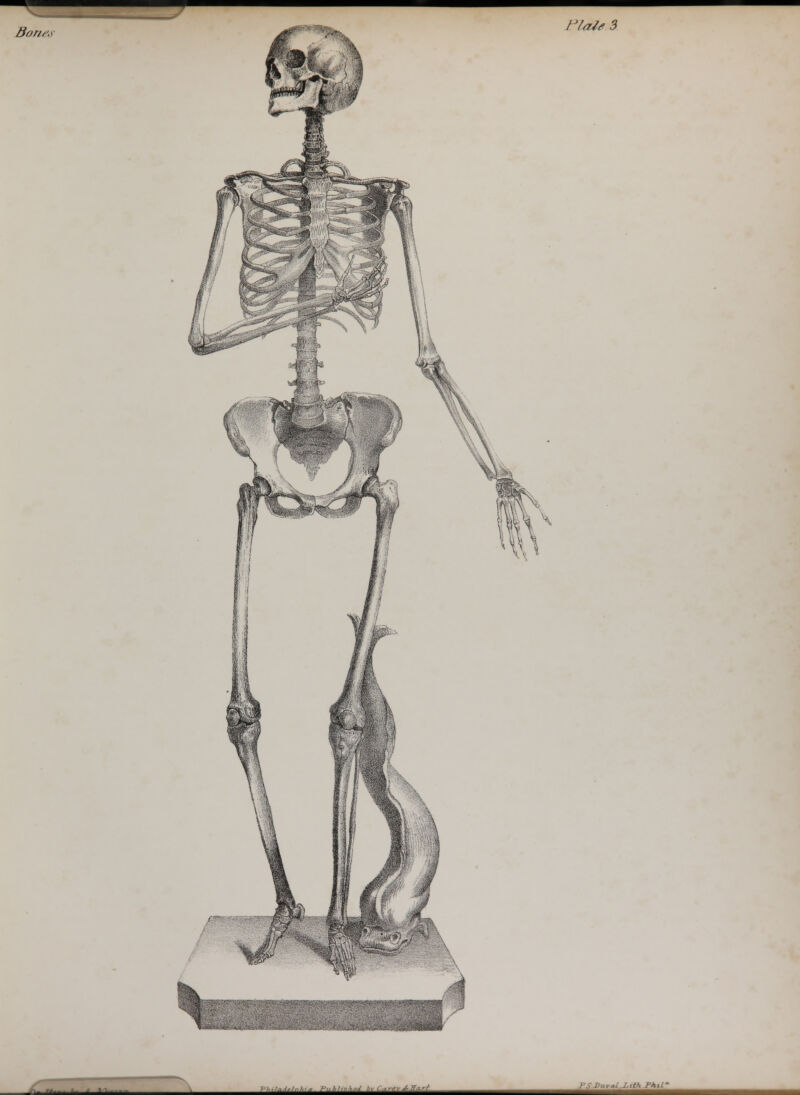 BoJies - J-^tMi^HJiiiittfUlJ*MiMfM FSDuvcd.Lith Phil'