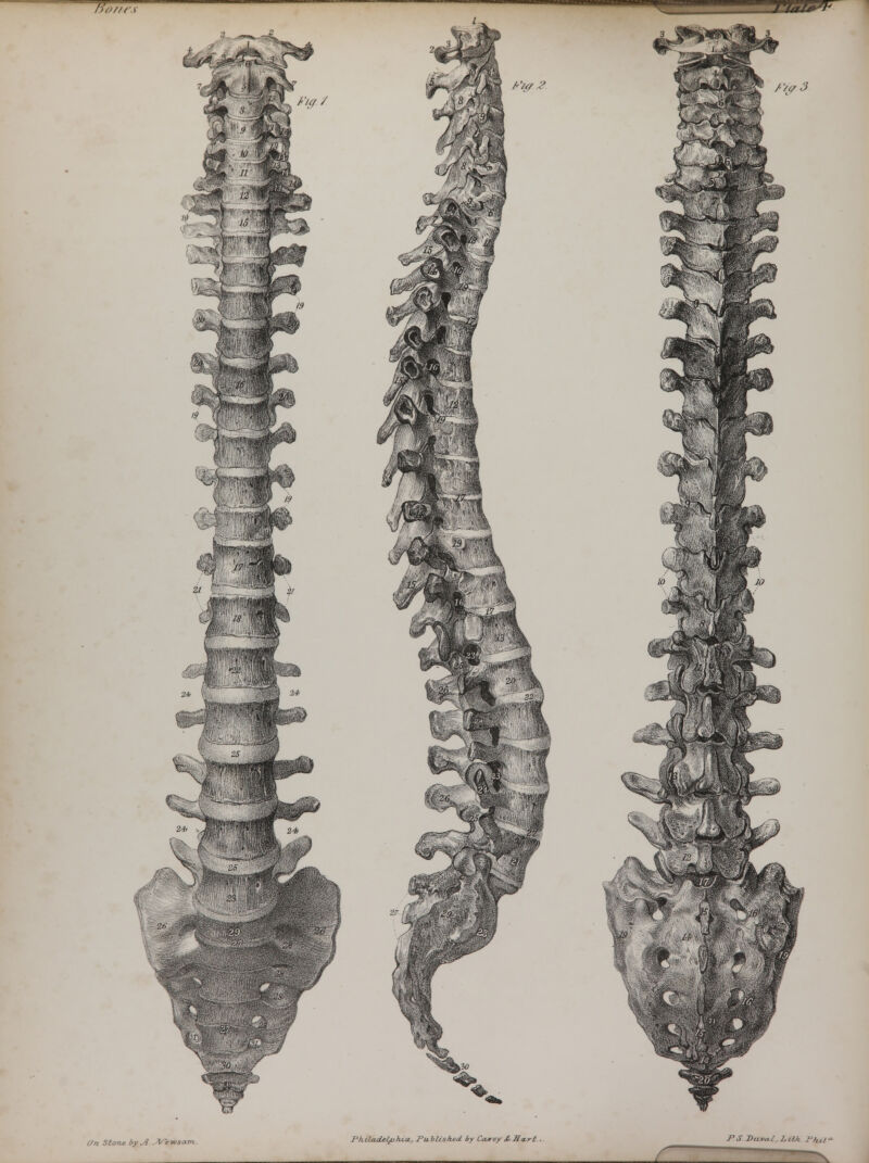 ffoT/r T! 33353* /-'/<-/ 2 /'/(/ 3 IJ(- v ■-■*< A . :>$:v\ . s 2/ $ 18- 29) m w JO ■>£&&* JP% affl ■ ■*>£--.*/■ i4f- On Stone by A ..Afewsam. Philadelphia., Published by Carey &ffart . f J>S Duval. Lith Phil'