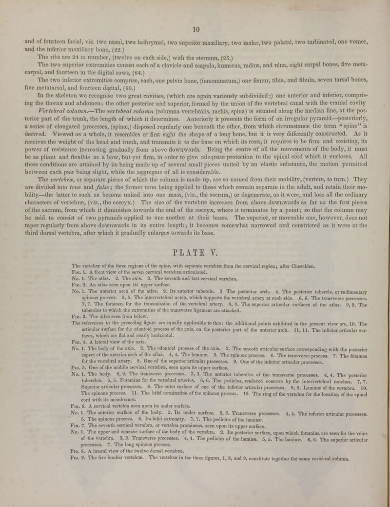 10 and of fourteen facial, viz. two nasal, two lachrymal, two superior maxillary, two malar, two palatal, two turbinated, one vomer, and the inferior maxillary bone, (22.) The ribs are 24 in number, (twelve on each side,) with the sternum, (25.) The two superior extremities consist each of a clavicle and scapula, humerus, radius, and ulna, eight carpal bones, five meta- carpal, and fourteen in the digital rows, (64.) The two inferior extremities comprise, each, one pelvic bone, (innominatum,) one femur, tibia, and fibula, seven tarsal bones, five metatarsal, and fourteen digital, (60.) In the skeleton we recognise two great cavities, (which are again variously subdivided;) one anterior and inferior, compris- ing the thorax and abdomen; the other posterior and superior, formed by the union of the vertebral canal with the cranial cavity Vertebral column.—The vertebral column (columna vertebralis, rachis, spina) is situated along the median line, at the pos- terior part of the trunk, the length of which it determines. Anteriorly it presents the form of an irregular pyramid—posteriorly, a series of elongated processes, (spinae,) disposed regularly one beneath the other, from which circumstance the term  spine is derived. Viewed as a whole, it resembles at first sight the shape of a long bone, but it is very differently constructed. As it receives the weight of the head and trunk, and transmits it to the base on which its rests, it requires to be firm and resisting, its power of resistance increasing gradually from above downwards. Being the centre of all the movements of the body, it must be as pliant and flexible as a bow, but yet firm, in order to give adequate protection to the spinal cord which it encloses. All these conditions are attained by its being made up of several small pieces united by an elastic substance, the motion permitted between each pair being slight, while the aggregate of all is considerable. The vertebrae, or separate pieces of which the column is made up, are so named from their mobility, (vertere, to turn.) They are divided into true and false ; the former term being applied to those which remain separate in the adult, and retain their mo- bility—the latter to such as become united into one mass, (viz., the sacrum,) or degenerate, as it were, and lose all the ordinary characters of vertebras, (viz., the coccyx.) The size of the vertebrae increases from above downwards as far as the first pieces of the sacrum, from which it diminishes towards the end of the coccyx, where it terminates by a point; so that the column may be said to consist of two pyramids applied to one another at their bases. The superior, or moveable one, however, does not taper regularly from above downwards in its entire length; it becomes somewhat narrowed and constricted as it were at the third dorsal vertebra, after which it gradually enlarges towards its base. PLATE V. The vertebrae of the three regions of the spine, with separate vertebrae from the cervical region; after Cheselden. Fig. 1. A front view of the seven cervical vertebrae articulated. No. 1. The atlas. 2. The axis. 3. The seventh and last cervical vertebra. Fig. 2. An atlas seen upon its upper surface. No. 1. The anterior arch of the atlas. 2. Its anterior tubercle. 3 The posterior arch. 4. The posterior tubercle, or rudimentary spinous process. 5, 5. The intervertebral notch, which supports the vertebral artery at each side. 6, 6. The transverse processes. 7, 7. The foramen for the transmission of the vertebral artery. 8, 8. The superior articular surfaces of the atlas. 9, 9. The tubercles to which the extremities of the transverse ligament are attached. Fig. 3. The atlas seen from below. The references to the preceding figure are equally applicable to this: the additional points exhibited in the present view are, 10. The articular surface for the odontoid process of the axis, on the posterior part of the anterior arch. 11, 11. The inferior articular sur- faces, which are flat and nearly horizontal. Fig. 4. A lateral view of the axis. No. 1. The body of the axis. 2. The odontoid process of the axis. 3. The smooth articular surface corresponding with the posterior aspect of the anterior arch of the atlas. 4, 4. The laminae. 5. The spinous process. 6. The transverse process. 7. The foramen for the vertebral artery. 8. One of the superior articular processes. 9. One of the inferior articular processes. Fig. 5. One of the middle cervical vertebrae, seen upon its upper surface. No. 1. The body. 2, 2. The transverse processes. 3, 3. The anterior tubercles of the transverse processes. 4, 4. The posterior tubercles. 5, 5. Foramina for the vertebral arteries. 6, 6. The pedicles, rendered concave by the intervertebral notches. 7, 7. Superior articular processes. 8. The outer surface of one of the inferior articular processes. 9,9. Laminae of the vertebra. 10. The spinous process. 11. The bifid termination of the spinous process. 12. The ring of the vertebra for the location of the spinal cord with its membranes. Fig. 6. A cervical veTtebra seen upon its under surface. No. 1. The anterior surface of the body. 2. Its under surface. 3, 3. Transverse processes. 4, 4. The inferior articular processes. 5. The spinous process. 6. Its bifid extremity. 7, 7. The pedicles of the laminae. Fig. 7. The seventh cervical vertebra, or vertebra prominens, seen upon its upper surface. No. 1. The upper and concave surface of the body of the vertebra. 2. Its posterior surface, upon which foramina are seen for the veins of the vertebra. 3, 3. Transverse processes. 4, 4. The pedicles of the laminae. 5, 5. The laminee. 6, 6. The superior articular processes. 7. The long spinous process. Fig. 8. A lateral view of the twelve dorsal vertebrae.