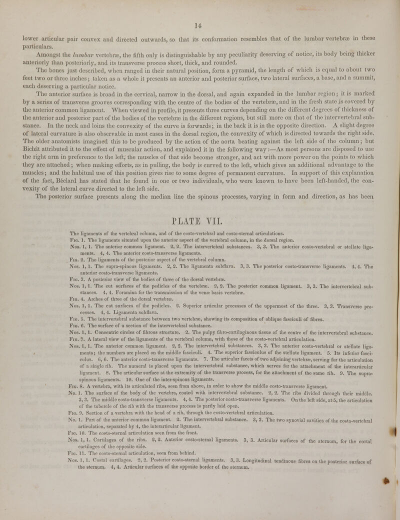 14 lower articular pair convex and directed outwards, so that its conformation resembles that of the lumbar vertebrae in these particulars. Amongst the lumbar vertebrae, the fifth only is distinguishable by any peculiarity deserving of notice, its body being thicker anteriorly than posteriorly, and its transverse process short, thick, and rounded. The bones just described, when ranged in their natural position, form a pyramid, the length of which is equal to about two feet two or three inches ; taken as a whole it presents an anterior and posterior surface, two lateral surfaces, a base, and a summit, each deserving a particular notice. The anterior surface is broad in the cervical, narrow in the dorsal, and again expanded in the lumbar region; it is marked by a series of transverse grooves corresponding with the centre of the bodies of the vertebrae, and in the fresh state is covered by the anterior common ligament. When viewed in profile, it presents three curves depending on the different degrees of thickness of the anterior and posterior part of the bodies of the vertebrae in the different regions, but still more on that of the intervertebral sub- stance. In the neck and loins the convexity of the curve is forwards; in the back it is in the opposite direction. A slight degree of lateral curvature is also observable in most cases in the dorsal region, the convexity of which is directed towards the right side. The older anatomists imagined this to be produced by the action of the aorta beating against the left side of the column; but Bichat attributed it to the effect of muscular action, and explained it in the following way:—As most persons are disposed to use the right arm in preference to the left, the muscles of that side become stronger, and act with more power on the points to which they are attached ; when making efforts, as in pulling, the body is curved to the left, which gives an additional advantage to the muscles; and the habitual use of this position gives rise to some degree of permanent curvature. In support of this explanation of the fact, Beclard has stated that he found in one or two individuals, who were known to have been left-handed, the con- vexity of the lateral curve directed to the left side. The posterior surface presents along the median line the spinous processes, varying in form and direction, as has been PLATE VII. The ligaments of the vertebral column, and of the costo-vertebral and costo-sternal articulations. Fig. 1. The ligaments situated upon the anterior aspect of the vertebral column, in the dorsal region. Nos. 1, 1. The anterior common ligament. 2,2. The intervertebral substances. 3, 3. The anterior costo-vertebral or stellate liga- ments. 4, 4. The anterior costo-transverse ligaments. Fig. 2. The ligaments of the posterior aspect of the vertebral column. Nos. 1,1. The supra-spinous ligaments. 2,2. The ligamenta subflava. 3,3. The posterior costo-transverse ligaments. 4,4. The anterior costo-transverse ligaments. Fig. 3. A posterior view of the bodies of three of the dorsal vertebrae. Nos. 1, 1. The cut surfaces of the pedicles of the vertebra?. 2, 2. The posterior common ligament. 3, 3. The intervertebral sub- stances. 4, 4. Foramina for the transmission of the venae basis vertebrae. Fig. 4. Arches of three of the dorsal vertebrae. Nos. 1, 1. The cut surfaces of the pedicles. 2. Superior articular processes of the uppermost of the three. 3, 3. Transverse pro- cesses. 4, 4. Ligamenta subflava. Fig. 5. The intervertebral substance between two vertebrae, showing its composition of oblique fasciculi of fibres. Fig. 6. The surface of a section of the intervertebral substance. Nos. 1,1. Concentric circles of fibrous structure. 2. The pulpy fibro-cartilaginous tissue of the centre of the intervertebral substance. Fig. 7. A lateral view of the ligaments of the vertebral column, with those of the costo-vertebral articulation. Nos. 1, 1. The anterior common ligament. 2,2. The intervertebral substances. 3, 3. The anterior costo-vertebral or stellate liga- ments; the numbers are placed on the middle fasciculi. 4. The superior fasciculus of the stellate ligament. 5. Its inferior fasci- culus. G, G. The anterior costo-transverse ligaments. 7. The articular facets of two adjoining vertebra?, serving for the articulation of a single rib. The numeral is placed upon the intervertebral substance, which serves for the attachment of the interarticular ligament. 8. The articular surface at the extremity of the transverse process, for the attachment of the same rib. 9. The supra- spinous ligaments. 10. One of the inter-spinous ligaments. Fig. 8. A vertebra, with its articulated ribs, seen from above, in order to show the middle costo-transverse ligament. No. 1. The surface of the body of the vertebra, coated with intervertebral substance. 2, 2. The ribs divided through their middle. 3, 3. The middle costo-transverse ligaments. 4, 4. The posterior costo-transverse ligaments. On the left side, at 5, the articulation of the tubercle of the rib with the transverse process is partly laid open. Fig. 9. Section of a vertebra with the head of a rib, through the costo-vertebral articulation. No. 1. Part of the anterior common ligament. 2. The intervertebral substance. 3, 3. The two synovial cavities of the costo-vertebral articulation, separated by 4, the interarticular ligament. Fig. 10. The costo-sternal articulation seen from the front. Nos. 1, 1. Cartilages of the ribs. 2,2. Anterior costo-sternal ligaments. 3, 3. Articular surfaces of the sternum, for the costal cartilages of the opposite side. Fig. 11. The costo-sternal articulation, seen from behind. Nos. 1,1. Costal cartilages. 2, 2. Posterior costo-sternal ligaments. 3, 3. Longitudinal tendinous fibres on the posterior surface of