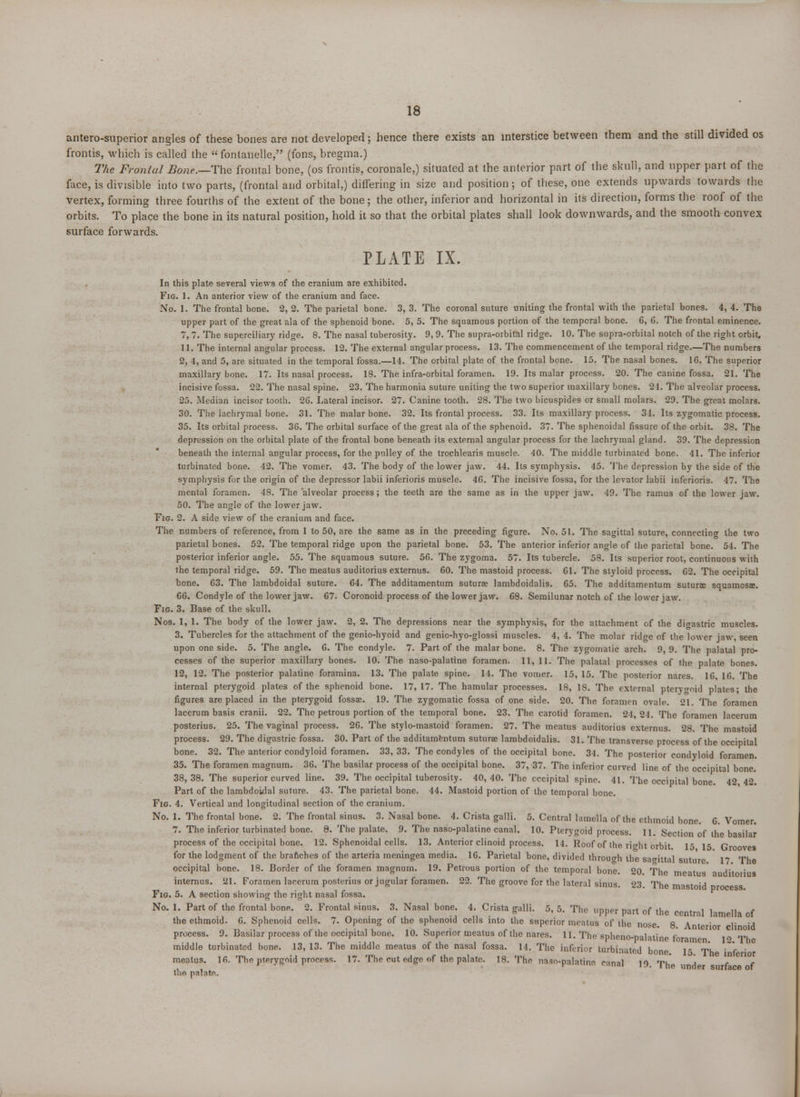 antero-superior angles of these bones are not developed; hence there exists an interstice between them and the still divided os frontis, which is called the  fontanelle, (fons, bregma.) The Fronlal Bone.—The frontal bone, (os frontis, coronale,) situated at the anterior part of the skull, and upper part of the face, is divisible into two parts, (frontal and orbital,) differing in size and position; of these, one extends upwards towards the vertex, forming three fourths of the extent of the bone; the other, inferior and horizontal in its direction, forms the roof of the orbits. To place the bone in its natural position, hold it so that the orbital plates shall look downwards, and the smooth convex surface forwards. PLATE IX. In this plate several views of the cranium are exhibited. Fig. 1. An anterior view of the cranium and face. No. 1. The frontal bone. 2, 2. The parietal bone. 3, 3. The coronal suture uniting the frontal with the parietal bones. 4, 4. The upper part of the great ala of the sphenoid bone. 5, 5. The squamous portion of the temporal bone. 6, 6. The frontal eminence. 7, 7. The superciliary ridge. 8. The nasal tuberosity. 9, 9. The supra-orbital ridge. 10. The supra-orbital notch of the right orbit. 11. The internal angular process. 12. The external angular process. 13. The commencement of the temporal ridge.—The numbers 2, 4, and 5, are situated in the temporal fossa.—14. The orbital plate of the frontal bone. 15. The nasal bones. 1G. The superior maxillary bone. 17. Its nasal process. 18. The infra-orbital foramen. 19. Its malar process. 20. The canine fossa. 21. The incisive fossa. 22. The nasal spine. 23. The harmonia suture uniting the two superior maxillary bones. 24. The alveolar process. 25. Median incisor tooth. 26. Lateral incisor. 27. Canine tooth. 28. The two bicuspides or small molars. 29. The great molars. 30. The lachrymal bone. 31. The malar bone. 32. Its frontal process. 33. Its maxillary process. 31. Its zygomatic process. 35. Its orbital process. 36. The orbital surface of the great ala of the sphenoid. 37. The sphenoidal fissure of the orbit. 38. The depression on the orbital plate of the frontal bone beneath its external angular process for the lachrymal gland. 39. The depression beneath the internal angular process, for the pulley of the trochlearis muscle. 40. The middle turbinated bone. 41. The inferior turbinated bone. 42. The vomer. 43. The body of the lower jaw. 44. Its symphysis. 45. The depression by the side of the symphysis for the origin of the depressor labii inferioris muscle. 46. The incisive fossa, for the levator labii inferioris. 47. The mental foramen. 48. The alveolar process; the teeth are the same as in the upper jaw. 49. The ramus of the lower jaw. 50. The angle of the lower jaw. Fig. 2. A side view of the cranium and face. The numbers of reference, from 1 to 50, are the same as in the preceding figure. No. 51. The sagittal suture, connecting the two parietal bones. 52. The temporal ridge upon the parietal bone. 53. The anterior inferior angle of the parietal bone. 54. The posterior inferior angle. 55. The squamous suture. 56. The zygoma. 57. Its tubercle. 58. Its superior root, continuous with the temporal ridge. 59. The meatus auditorius externus. 60. The mastoid process. 61. The styloid process. 62. The occipital bone. 63. The lambdoidal suture. 64. The additamentum suturae lambdoidalis. 65. The additamentum suturae squamosa;. 66. Condyle of the lower jaw. 67. Coronoid process of the lower jaw. 68. Semilunar notch of the lower jaw. Fig. 3. Base of the skull. Nos. 1, 1. The body of the lower jaw. 2, 2. The depressions near the symphysis, for the attachment of the digastric muscles. 3. Tubercles for the attachment of the genio-hyoid and genio-hyo-glossi muscles. 4, 4. The molar ridge of the lower jaw, seen upon one side. 5. The angle. 6. The condyle. 7. Part of the malar bone. 8. The zygomatic arch. 9, 9. The palatal pro- cesses of the superior maxillary bones. 10. The naso-palatine foramen. 11, 11. The palatal processes of the palate bones. 12, 12. The posterior palatine foramina. 13. The palate spine. 14. The vomer. 15, 15. The posterior nares. 16, 16. The internal pterygoid plates of the sphenoid bone. 17,17. The hamular processes. 18, 18. The external pterygoid plates; the figures are placed in the pterygoid fossae. 19. The zygomatic fossa of one side. 20. The foramen ovale. 21. The foramen lacerum basis cranii. 22. The petrous portion of the temporal bone. 23. The carotid foramen. 21, 24. The foramen lacerum posterius. 25. The vaginal process. 26. The stylo-mastoid foramen. 27. The meatus auditorius externus. 28. The mastoid process. 29. The digastric fossa. 30. Part of the additamentum suturae lambdoidalis. 31. The transverse process of the occipital bone. 32. The anterior condyloid foramen. 33,33. The condyles of the occipital bone. 34. The posterior condyloid foramen. 35. The foramen magnum. 36. The basilar process of the occipital bone. 37, 37. The inferior curved line of the occipital bone. 38,38. The superior curved line. 39. The occipital tuberosity. 40,40. The occipital spine. 41. The occipital bone. 42 42. Part of the lambdoulal suture. 43. The parietal bone. 44. Mastoid portion of the temporal bone. Fig. 4. Vertical and longitudinal section of the cranium. No. 1. The frontal bone. 2. The frontal sinus. 3. Nasal bone. 4. Crista galli. 5. Central lamella of the ethmoid bone. 6. Vomer. 7. The inferior turbinated bone. 8. The palate. 9. The naso-palatine canal. 10. Pterygoid process. 11. Section of the basilar process of the occipital bone. 12. Sphenoidal cells. 13. Anterior clinoid process. 14. Roof of the rin-ht orbit 15 lr Cro for the lodgment of the branches of the arteria meningea media. 16. Parietal bone, divided throuo-h the sagittal suture 1~ Tl a occipital bone. 18. Border of the foramen magnum. 19. Petrous portion of the temporal bone. 20. The meatus' audi'toiius internus. 21. Foramen lacerum posterius or jugular foramen. 22. The groove for the lateral sinus. 23. The mastoid process. Fig. 5. A section showing the right nasal fossa. No. I. Part of the frontal bone. 2. Frontal sinus. 3. Nasal bone. 4. Crista galli. 5, 5. The upper part of the central lamella of the ethmoid. 6. Sphenoid cells. 7- Opening of the sphenoid cells into the superior meatus of the nose 8 A Y A process. 9. Basilar process of the occipital bone. 10. Superior meatus of the nares. 11. The spheno-palatine f io Tl middle turbinated bone. 13, 13. The middle meatus of the nasal fossa. 14. The inferior turbinated bone 1 Th * f ' meatus. 16. The pterygoid process. 17. The cut edge of the palate. 18. The naso-palatine canal 19 The d f- f the- palato.