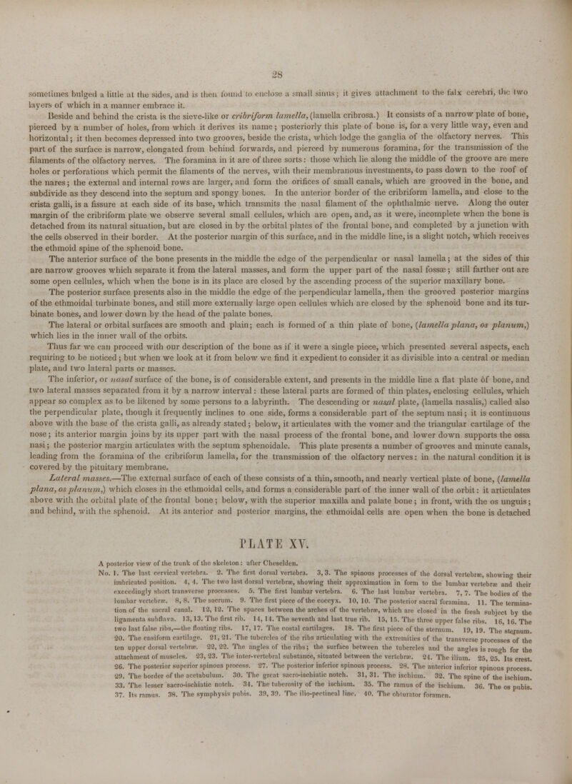 sometimes bulged a little at the sides, and is then found to enclose a small sinus; it gives attachment to the falx cerebri, the two layers of which in a manner embrace it. Beside and behind the crista is the sieve-like or cribriform lamella, (lamella cribrosa.) It consists of a narrow plate of bone, pierced by a number of holes, from which it derives its name ; posteriorly this plate of bone is, for a very little way, even and horizontal; it then becomes depressed into two grooves, beside the crista, which lodge the ganglia of the olfactory nerves. This part of the surface is narrow, elongated from behind forwards, and pierced by numerous foramina, for the transmission of the filaments of the olfactory nerves. The foramina in it are of three sorts: those which lie along the middle of the groove are mere holes or perforations which permit the filaments of the nerves, with their membranous investments, to pass down to the roof of the nares; the external and internal rows are larger, and form the orifices of small canals, which are grooved in the bone, and subdivide as they descend into the septum and spongy bones. In the anterior border of the cribriform lamella, and close to the crista galli, is a fissure at each side of its base, which transmits the nasal filament of the ophthalmic nerve. Along the outer margin of the cribriform plate we observe several small cellules, which are open, and, as it were, incomplete when the bone is detached from its natural situation, but are closed in by the orbital plates of the frontal bone, and completed by a junction with the cells observed in their border. At the posterior margin of this surface, and in the middle line, is a slight notch, which receives the ethmoid spine of the sphenoid bone. The anterior surface of the bone presents in the middle the edge of the perpendicular or nasal lamella; at the sides of this are narrow grooves which separate it from the lateral masses, and form the upper part of the nasal fossae ; still farther out are some open cellules, which when the bone is in its place are closed by the ascending process of the superior maxillary bone. The posterior surface presents also in the middle the edge of the perpendicular lamella, then the grooved posterior margins of the ethmoidal turbinate bones, and still more externally large open cellules which are closed by the sphenoid bone and its tur- binate bones, and lower down by the head of the palate bones. The lateral or orbital surfaces are smooth and plain; each is formed of a thin plate of bone, {lamellaplana, os planum,) which lies in the inner wall of the orbits. Thus far we can proceed with our description of the bone as if it were a single piece, which presented several aspects, each requiring to be noticed ; but when we look at it from below we find it expedient to consider it as divisible into a central or median plate, and two lateral parts or masses. The inferior, or nasal surface of the bone, is of considerable extent, and presents in the middle line a flat plate of bone, and two lateral masses separated from it by a narrow interval: these lateral parts are formed of thin plates, enclosing cellules, which appear so complex as to be likened by some persons to a labyrinth. The descending or nasul plate, (lamella nasalis,) called also the perpendicular plate, though it frequently inclines to one side, forms a considerable part of the septum nasi; it is continuous above with the base of the crista galli, as already stated; below, it articulates with the vomer and the triangular cartilage of the nose ; its anterior margin joins by its upper part with the nasal process of the frontal bone, and lower down supports the ossa nasi; the posterior margin articulates with the septum sphenoidale. This plate presents a number of grooves and minute canals, leading from the foramina of the cribriform lamella, for the transmission of the olfactory nerves: in the natural condition it is covered by the pituitary membrane. Lateral masses.—The external surface of each of these consists of a thin, smooth, and nearly vertical plate of bone, {lamella plana, os planum,) which closes in the ethmoidal cells, and forms a considerable part of the inner wall of the orbit: it articulates above with the orbital plate of the frontal bone ; below, with the superior maxilla and palate bone ; in front, with the os unguis; and behind, with the sphenoid. At its anterior and posterior margins, the ethmoidal cells are open when the bone is detached PLATE XV. A posterior view of the trunk of the skeleton : after Cheselden. No. 1. The last cervical vertehra. 2. The first dorsal vertebra. 3,3. The spinous processes of the dorsal vertebrae, showing their imbricated position. 4, 4. The two last dorsal vertebrae, showing their approximation in form to the lumbar vertebra: and their exceedingly short transverse processes. 5. The first lumbar vertebra. C. The last lumbar vertebra. 7, 7. The bodies of the lumbar vertebrae. 8, 8. The sacrum. 9. The first piece of the coccyx. 10, 10. The posterior sacral foramina. 11. The termina- tion of the sacral canal. 12, 12. The spaces between the arches of the vertebrae, which are closed in the fresh subject bv the ligamenta subflava. 13,13. The first rib. 11, 11. The seventh and last true rib. 15, 15. The three upper false ribs. l(> 16. The two last false ribs,—the floating ribs. 17, 17. The costal cartilages. 18. The first piece of the sternum. 19, 19. The stejnum. 20. The ensiform cartilage. 21, 21. The tubercles of the ribs articulating with the extremities of the transverse processes of the ten upper dorsal vertebtaf. 22,22. The angles of the ribs; the surface between the tubercles and the angles is rough for the attachment of muscles. 23, 23. The inter-vertebral substance, situated between the vertebrae. 24. The ilium. 25 25. Its crest. 26. The posterior superior spinous process. 27. The posterior inferior spinous process. 28. The anterior inferior spinous process. 2!). The border of the acetabulum. 30. The great sacro-ischiatic notch. 31,31. The ischium. 32. The spine of the ischium. 33. The lesser sacro-ischiatic notch. 34. The tuberosity of the ischium. 35. The ramus of the ischium. 36. The os pubis. 37. Its ramus. 38. The symphysis pubis. 39, 39. The ilio-pectineal line. 40. The obturator foramen.