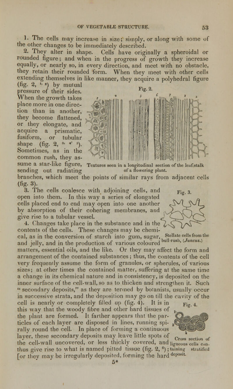 1. The cells may increase in size; simply, or along with some of the other changes to be immediately described. 2. They alter in shape. Cells have originally a spheroidal or rounded figure; and when in the progress of growth they increase equally, or nearly so, in every direction, and meet with no obstacle, they retain their rounded form. When they meet with other cells extending themselves in like manner, they acquire a polyhedral figure (fig. 2, l> ») by mutual pressure of their sides. When the growth takes place more in one direc- tion than in another, they become flattened, or they elongate, and ^WW, acquire a prismatic, ^2l fusiform, Fig. 2. pn or tubular shape (fig. 2, 3- *' s). Sometimes, as in the / Fig. 3. common rush, they as- H( SUme a Star-like figure, Textures seen in a longitudinal section of the leaf-stalk sending out radiating of a flowering plant. branches, which meet the points of similar rays from adjacent cells (fig- 3). 3. The cells coalesce with adjoining cells, and open into them. In this way a series of elongated cells placed end to end may open into one another by absorption of their cohering membranes, and give rise to a tubular vessel. ^ 4. Changes take place in the substance and in the ^^ contents of the cells. These changes may be chemi- cal, as in the conversion of starch into gum, sugar, Stellate cells from the I- ii j • «u j c • i j bull-rush, (Juncus.) and jelly, and in the production ot various coloured matters, essential oils, and the like. Or they may affect the form and arrangement of the contained substances; thus, the contents of the cell very frequently assume the form of granules, or spherules, of various sizes; at other times the contained matter, suffering at the same time a change in its chemical nature and in consistency, is deposited on the inner surface of the cell-wall, so as to thicken and strengthen it. Such  secondary deposits, as they are termed by botanists, usually occur in successive strata, and the deposition may go on till the cavity of the Fig. 4. cell is nearly or completely filled up (fig. 4). It is in this way that the woody fibre and other hard tissues of the plant are formed. It farther appears that the par- ticles of each layer are disposed in lines, running spi- . rally round the cell. In place of forming a continuous layer, these secondary deposits may leave little spots of the cell-wall uncovered, or less thickly covered, and ligneous thus give rise to what is named pitted tissue (fig. 2, 6);taining stratified [or thev may be irregularly deposited, forming the harddeP0Slt- 5* -J) Cross section of