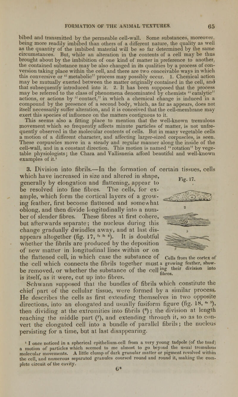 bibed and transmitted by the permeable cell-wall. Some substances, moreover, being more readily imbibed than others of a different nature, the quality as well as the quantity of the imbibed material will be so far determined by the same circumstances. But, while an alteration in the contents of a cell may be thus brought about by the imbibition of one kind of matter in preference to another, the contained substance may be also changed in its qualities by a process of con- version taking place within the cell, and there are two conceivable ways in which this conversive or  metabolic process may possibly occur. 1. Chemical action may be mutually exerted between the matter originally contained in the cell, and that subsequently introduced into it. 2. It has been supposed that the process may be referred to the class of phenomena denominated by chemists  catalytic actions, or actions by u contact, in which a chemical change is induced in a compound by the presence of a second body, which, as far as appears, does not itself necessarily suffer alteration, and it is conceived that the cell-membrane may exert this species of influence on the matters contiguous to it. This seems also a fitting place to mention that the well-known tremulous movement which so frequently affects minute particles of matter, is not unfre- quently observed in the molecular contents of cells. But in many vegetable cells a motion of a different character, and affecting larger-sized corpuscles, is seen. These corpuscles move in a steady and regular manner along the inside of the cell-wall, and in a constant direction. This motion is named rotation by vege- table physiologists; the Chara and Vallisneria afford beautiful and well-known examples of it.' 3. Division into fibrils.—In the formation of certain tissues, cells which have increased in size and altered in shape, „. _ generally by elongation and flattening, appear to ,' be resolved into fine fibres. The cells, for ex- ample, which form the cortical layers of a grow- ing feather, first become flattened and somewhat oblong, and then divide longitudinally into a num- ber of slender fibres. These fibres at first cohere, but afterwards separate; the nucleus during this change gradually dwindles away, and at last dis- appears altogether (fig. 17, *' 2' s). It is doubtful whether the fibrils are produced by the deposition of new matter in longitudinal lines within or on the flattened cell, in which case the substance of Cells from the cortex of the cell which connects the fibrils together must a growing feather, show- be removed, or whether the substance of the cell j.ns their division int0 n b res is itself, as it were, cut up into fibres. Schwann supposed that the bundles of fibrils which constitute the chief part of the cellular tissue, were formed by a similar process. He describes the cells as first extending themselves in two opposite directions, into an elongated and usually fusiform figure (fig. 18, 4'5), then dividing at the extremities into fibrils (8); the division at length reaching the middle part (7), and extending through it, so as to con- vert the elongated cell into a bundle of parallel fibrils; the nucleus persisting for a time, but at last disappearing. 1 I once noticed in a spherical epithelium.cell from a very young tadpole (of the toad) a motion of particles which seemed to me almost to go beyond the usual tremulous molecular movements. A little clump of dark granular matter or pigment revolved within the cell and numerous separated granules coursed round and round it, making the com- plete circuit of the cavity. 6#