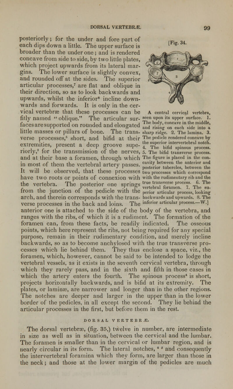 posteriorly; for the under and fore part of each dips down a little. The upper surface is L Ig* ' broader than the under one; and is rendered concave from side to side, by two little plates, which project upwards from its lateral mar- gins. The lower surface is slightly convex, and rounded off at the sides. The superior articular processes,7 are flat and oblique in their direction, so as to look backwards and upwards, whilst the inferior8 incline down- wards and forwards. It is only in the cer- vical vertebra? that these processes Can be A central cervical vertebra, fitly named oblique. The articular sur- seen uPon ils uPPer surface. 1. facesaresopportedon rounded and elongated STB&TS* StfES little masses or pillars of bone. The trans- sharp ridge. 2. The lamina. 3. verse processes,5 short, and bifid at their The pedicle rendered concave by extremities present a deep groove supe- {• ttJfiSZnS* riorly,3 tor the transmission of the nerves, 5. The bifid transverse process, and at their base a foramen, through which The figure is placed in the con- in most of them the vertebral artery passes, c^ity>t«reen the anterior and T ... , . . . J r posterior tubercles, between the It will be observed, that these processes two processes which correspond have tWO roots or points of Connexion with with the rudimentary rib and the the vertebra. The posterior one springs true Jf*H?p!e F°cef ™ The c , . . J- , ... • 1 1 vertebral loramen. 7. Ihe su- trom the junction Of the pedicle With the perior articular process, looking arch, and therein corresponds with the trans- backwards and upwards. 8. The verse processes in the back and loins. The inferior articular process.-w.] anterior one is attached to the side of the body of the vertebra, and ranges with the ribs, of which it is a rudiment. The formation of the foramen can, from these facts, be readily indicated. The osseous points, which here represent the ribs, not being required for any special purpose, remain in their rudimentary condition, and merely incline backwards, so as to become anchylosed with the true transverse pro- cesses which lie behind them. They thus enclose a space, viz., the foramen, which, however, cannot be said to be intended to lodge the vertebral vessels, as it exists in the seventh cervical vertebra, through which they rarely pass, and in the sixth and fifth in those cases in which the artery enters the fourth. The spinous process4 is short, projects horizontally backwards, and is bifid at its extremity. The plates, or laminae, are narrower and longer than in the other regions. The notches are deeper and larger in the upper than in the lower border of the pedicles, in all except the second. They lie behind the articular processes in the first, but before them in the rest. DORSAL VERTEBRAE. The dorsal vertebrae, (fig. 35,) twelve in number, are intermediate in size as well as in situation, between the cervical and the lumbar. The foramen is smaller than in the cervical or lumbar region, and is nearly circular in its form. The lateral notches, * B and consequently the intervertebral foramina which they form, are larger than those in the neck; and those at the lower margin of the pedicles are much