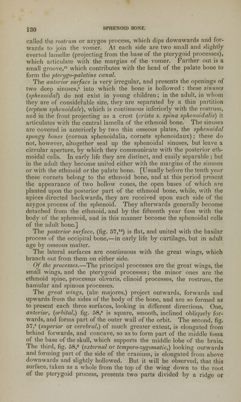 called the rostrum or azygos process, which dips downwards and for- wards to join the vomer. At each side are two small and slightly everted lamellae (projecting from the base of the pterygoid processes), which articulate with the margins of the vomer. Farther out is a small groove,11 which contributes with the head of the palate bone to form the pterygopalatine canal. The anterior surface is very irregular, and presents the openings of two deep sinuses,3 into which the bone is hollowed : these sinuses (sphenoidal) do not exist in young children; in the adult, in whom they are of considerable size, they are separated by a thin partition (septum sphenoidale), which is continuous inferiorly with the rostrum, and in the front projecting as a crest (crista s. spina sphenoidalis) it articulates with the central lamella of the ethmoid bone. The sinuses are covered in anteriorly by two thin osseous plates, the sphenoidal spongy bones (cornua sphenoidalia, cornets sphenoidaux); these do not, however, altogether seal up the sphenoidal sinuses, but leave a circular aperture, by which they communicate with the posterior eth- moidal cells. In early life they are distinct, and easily separable ; but in the adult they become united either with the margins of the sinuses or with the ethmoid or the palate bone. [Usually before the tenth year these cornets belong to the ethmoid bone, and at this period present the appearance of two hollow cones, the open bases of which are planted upon the posterior part of the ethmoid bone, while, with the apices directed backwards, they are received upon each side of the azygos process of the sphenoid. They afterwards generally become detached from the ethmoid, and by the fifteenth year fuse with the body of the sphenoid, and in this manner become the sphenoidal cells of the adult bone.] The posterior surface, (fig. 57,la) is flat, and united with the basilar process of the occipital bone,—in early life by cartilage, but in adult age by osseous matter. The lateral surfaces are continuous with the great wings, which branch out from them on either side. Of the processes.—The principal processes are the great wings, the small wings, and the pterygoid processes; the minor ones are the ethmoid spine, processus olivaris, clinoid processes, the rostrum, the hamular and spinous processes. The great wings, (alas majores,) project outwards, forwards and upwards from the sides of the body of the bone, and are so formed as to present each three surfaces, looking in different directions. One, anterior, (orbital,) fig. 58,8 is square, smooth, inclined obliquely for- wards, and forms part of the outer wall of the orbit. The second, fig. 57,* (superior or cerebral,) of much greater extent, is elongated from behind forwards, and concave, so as to form part of the middle fossa of the base of the skull, which supports the middle lobe of the brain. The third, fig. 58,B (external or temporozygomatic,) looking outwards and forming part of the side of the cranium, is elongated from above downwards and slightly hollowed. But it will be observed, that this surface, taken as a whole from the top of the wing down to the root of the pterygoid process, presents two parts divided by a ridge or