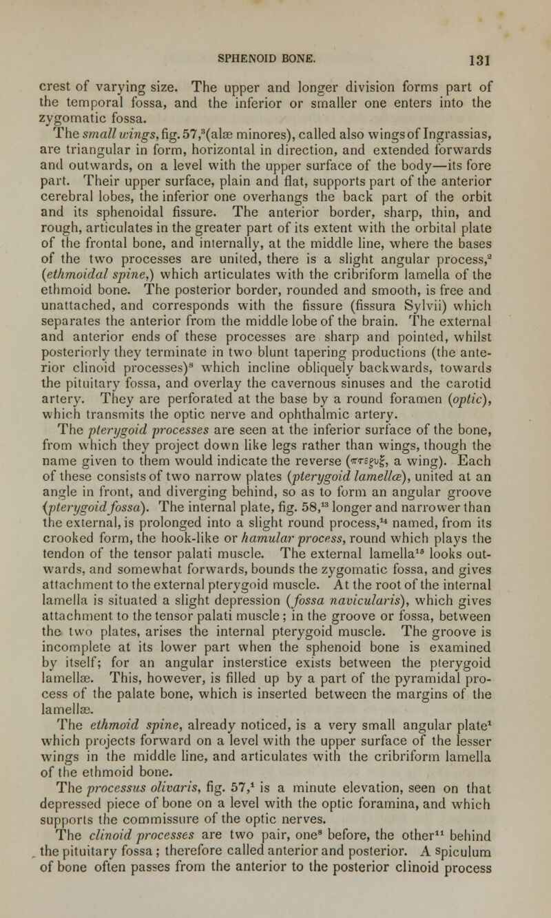 crest of varying size. The upper and longer division forms part of the temporal fossa, and the inferior or smaller one enters into the zygomatic fossa. The small wings, fig. 57,3(a\se minores), called also wings of Ingrassias, are triangular in form, horizontal in direction, and extended forwards and outwards, on a level with the upper surface of the body—its fore part. Their upper surface, plain and flat, supports part of the anterior cerebral lobes, the inferior one overhangs the back part of the orbit and its sphenoidal fissure. The anterior border, sharp, thin, and rough, articulates in the greater part of its extent with the orbital plate of the frontal bone, and internally, at the middle line, where the bases of the two processes are united, there is a slight angular process,3 (ethmoidal spine,) which articulates with the cribriform lamella of the ethmoid bone. The posterior border, rounded and smooth, is free and unattached, and corresponds with the fissure (fissura Sylvii) which separates the anterior from the middle lobe of the brain. The external and anterior ends of these processes are sharp and pointed, whilst posteriorly they terminate in two blunt tapering productions (the ante- rior clinoid processes)8 which incline obliquely backwards, towards the pituitary fossa, and overlay the cavernous sinuses and the carotid artery. They are perforated at the base by a round foramen (optic), which transmits the optic nerve and ophthalmic artery. The pterygoid processes are seen at the inferior surface of the bone, from which they project down like legs rather than wings, though the name given to them would indicate the reverse (Tegu|, a wing). Each of these consists of two narrow plates (pterygoid lamellce), united at an angle in front, and diverging behind, so as to form an angular groove {pterygoidfossa). The internal plate, fig. 58,13 longer and narrower than the external, is prolonged into a slight round process,14 named, from its crooked form, the hook-like or hamular process, round which plays the tendon of the tensor palati muscle. The external lamella16 looks out- wards, and somewhat forwards, bounds the zygomatic fossa, and gives attachment to the external pterygoid muscle. At the root of the internal lamella is situated a slight depression (fossa navicularis), which gives attachment to the tensor palati muscle; in the groove or fossa, between the two plates, arises the internal pterygoid muscle. The groove is incomplete at its lower part when the sphenoid bone is examined by itself; for an angular insterstice exists between the pterygoid lamellae. This, however, is filled up by a part of the pyramidal pro- cess of the palate bone, which is inserted between the margins of the lamellae. The ethmoid spine, already noticed, is a very small angular plate1 which projects forward on a level with the upper surface of the lesser wings in the middle line, and articulates with the cribriform lamella of the ethmoid bone. The processus olivaris, fig. 57,1 is a minute elevation, seen on that depressed piece of bone on a level with the optic foramina, and which supports the commissure of the optic nerves. The clinoid processes are two pair, one8 before, the other11 behind the pituitary fossa; therefore called anterior and posterior. A spiculum of bone often passes from the anterior to the posterior clinoid process
