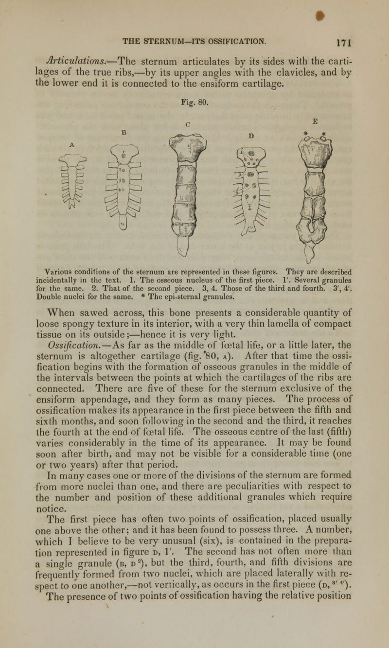 THE STERNUM—ITS OSSIFICATION. Articulations.—The sternum articulates by its sides with the carti- lages of the true ribs,—by its upper angles with the clavicles, and by the lower end it is connected to the ensiform cartilage. Fig. 80. Various conditions of the sternum are represented in these figures. They are described incidentally in the text. 1. The osseous nucleus of the first piece. 1'. Several granules for the same. 2. That of the second piece. 3, 4. Those of the third and fourth. 3', 4'. Double nuclei for the same. * The epi-sternal granules. When sawed across, this bone presents a considerable quantity of loose spongy texture in its interior, with a very thin lamella of compact tissue on its outside;—hence it is very light. Ossification.—As far as the middle of foetal life, or a little later, the sternum is altogether cartilage (fig.'80, a). After that time the ossi- fication begins with the formation of osseous granules in the middle of the intervals between the points at which the cartilages of the ribs are connected. There are five of these for the sternum exclusive of the ensiform appendage, and they form as many pieces. The process of ossification makes its appearance in the first piece between the fifth and sixth months, and soon following in the second and the third, it reaches the fourth at the end of foetal life. The osseous centre of the last (fifth) varies considerably in the time of its appearance. It may be found soon after birth, and may not be visible for a considerable time (one or two years) after that period. In many cases one or more of the divisions of the sternum are formed from more nuclei than one, and there are peculiarities with respect to the number and position of these additional granules which require notice. The first piece has often two points of ossification, placed usually one above the other; and it has been found to possess three. A number, which I believe to be very unusual (six), is contained in the prepara- tion represented in figure d, 1'. The second has not often more than a single granule (b, d2), but the third, fourth, and fifth divisions are frequently formed from two nuclei, which are placed laterally with re- spect to one another,—not vertically, as occurs in the first piece (d, s' 4'). The presence of two points of ossification having the relative position