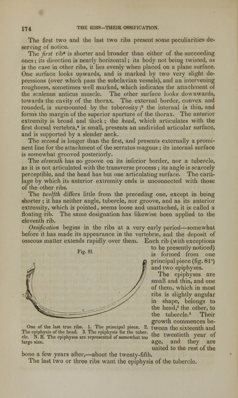 THE RIBS—THEIR OSSIFICATION. The first two and the last two ribs present some peculiarities de- serving of notice. The first rib6 is shorter and broader than either of the succeeding ones; its direction is nearly horizontal; its body not being twisted, as is the case in other ribs, it lies evenly when placed on a plane surface. One surface looks upwards, and is marked by two very slight de- pressions (over which pass the subclavian vessels), and an intervening roughness, sometimes well marked, which indicates the attachment of the scalenus anticus muscle. The other surface looks downwards, towards the cavity of the thorax. The external border, convex and rounded, is surmounted by the tuberosity ;9 the internal is thin, and forms the margin of the superior aperture of the thorax. The anterior extremity is broad and thick ; the head, which articulates with the first dorsal vertebra,4 is small, presents an undivided articular surface, and is supported by a slender neck. The second is longer than the first, and presents externally a promi- nent line for the attachment of the serratus magnus ; its internal surface is somewhat grooved posteriorly. The eleventh has no groove on its inferior border, nor a tubercle, as it is not articulated with the transverse process ; its angle is scarcely perceptible, and the head has but one articulating surface. The carti- lage by which its anterior extremity ends is unconnected with those of the other ribs. The twelfth differs little from the preceding one, except in being shorter; it has neither angle, tubercle, nor groove, and as its anterior extremity, which is pointed, seems loose and unattached, it is called a floating rib. The same designation has likewise been applied to the eleventh rib. Ossification begins in the ribs at a very early period—somewhat before it has made its appearance in the vertebra?, and the deposit of osseous matter extends rapidly over them. Each rib (with exceptions to be presently noticed) is formed from one principal piece (fig. 811) I and two epiphyses. The epiphyses are small and thin, and one of them, which in most ribs is slightly angular in shape, belongs to the head,3 the other, to the tubercle.3 Their growth commences be- One of the last true ribs. 1. The principal piece. 2. tween the sixteenth and The epiphysis of the head. 3. The epiphysis for the tuber- fi ♦ t* tU f cle. N.B. The epiphyses are represented of somewhat too me iwenuein year 01 large size. age, and they are united to the rest of the bone a few years after,—about the twenty-fifth. The last two or three ribs want the epiphysis of the tubercle. Fig. 81.