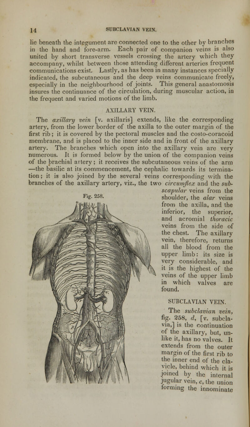 lie beneath the integument are connected one to the other by branches in the hand and fore-arm. Each pair of companion veins is also united by short transverse vessels crossing the artery which they accompany, whilst between those attending different arteries frequent communications exist. Lastly, as has been in many instances specially indicated, the subcutaneous and the deep veins communicate freely, especially in the neighbourhood of joints. This general anastomosis insures the continuance of the circulation, during muscular action, in the frequent and varied motions of the limb. AXILLARY VEIN. The axillary vein [v. axillaris] extends, like the corresponding artery, from the lower border of the axilla to the outer margin of the first rib; it is covered by the pectoral muscles and the costo-coracoid membrane, and is placed to the inner side and in front of the axillary artery. The branches which open into the axillary vein are very numerous. It is formed below by the union of the companion veins of the brachial artery; it receives the subcutaneous veins of the arm —the basilic at its commencement, the cephalic towards its termina- tion ; it is also joined by the several veins corresponding with the branches of the axillary artery, viz., the two circumflex and the sub- scapular veins from the shoulder, the alar veins from the axilla, and the inferior, the superior, and acromial thoracic veins from the side of the chest. The axillary vein, therefore, returns all the blood from the upper limb: its size is very considerable, and it is the highest of the veins of the upper limb in which valves are found. SUBCLAVIAN VEIN. The subclavian vein, fig. 258, al, [v. subcla- vian is the continuation of the axillary, but, un- like it, has no valves. It extends from the outer margin of the first rib to the inner end of the cla- vicle, behind which it is joined by the internal jugular vein, c, the union forming the innominate