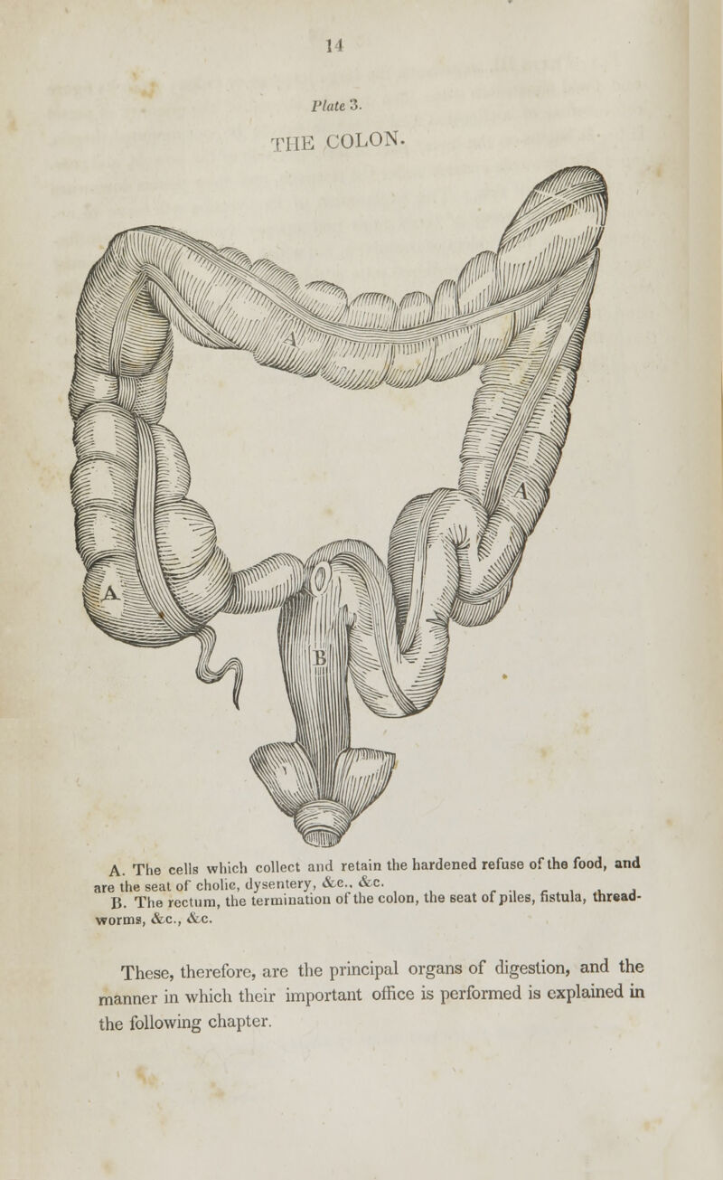 Plate 3. THE COLON. A. The cells which collect and retain the hardened refuse of the food, and are the seat of cholic, dysentery, &c. &c. B. The rectum, the termination of the colon, the seat of piles, fistula, thread- worms, &c, &c. These, therefore, are the principal organs of digestion, and the manner in which their important office is performed is explained in the following chapter.