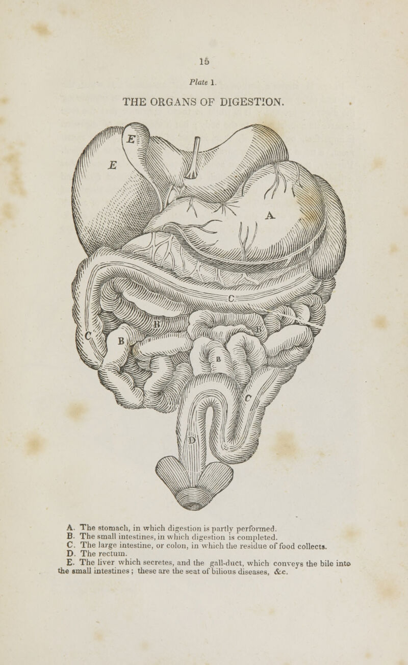 Plate 1. THE ORGANS OF DIGESTION. A. The stomach, in which digestion is partly performed. B. The small intestines, in which digestion is completed. C. The large intestine, or colon, in which the residue of food collects. D. The rectum. E. The liver which secretes, and the gall-duct, which conveys the bile into the small intestines; these are the seat of bilious diseases, &c.