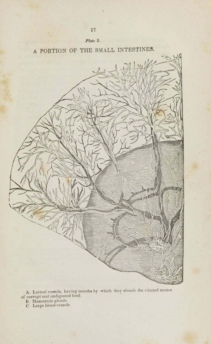 Plate 2. A PORTION OF THE SMALL INTESTINES. A. Lacteal vessels, having mouths by which thev absorb the vitiated matter of corrupt and undigested food. B. Mesenteric glands. C. Large blood-vessels.
