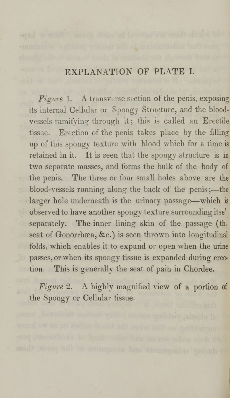 Figure 1. A transverse section of the penis, exposing its internal Cellular or Spongy Structure, and the blood- vessels ramifying through it; this is called an Erectile tissue. Erection of the penis takes place by the filling up of this spongy texture with blood which for a time is retained in it. It is seen that the spongy structure is in two separate masses, and forms the bulk of the body of the penis. The three or four small holes above are the blood-vessels running along the back of the penis;—the larger hole underneath is the urinary passage—which is observed to have another spongy texture surrounding itse1 separately. The inner lining skin of the passage (th. seat of Gonorrhoea, &c.) is seen thrown into longitudinal folds, which enables it to expand or open when the urine passes, or when its spongy tissue is expanded during erec- tion. This is generally the seat of pain in Chordee. Figure 2. A highly magnified view of a portion of the Spongy or Cellular tissue.