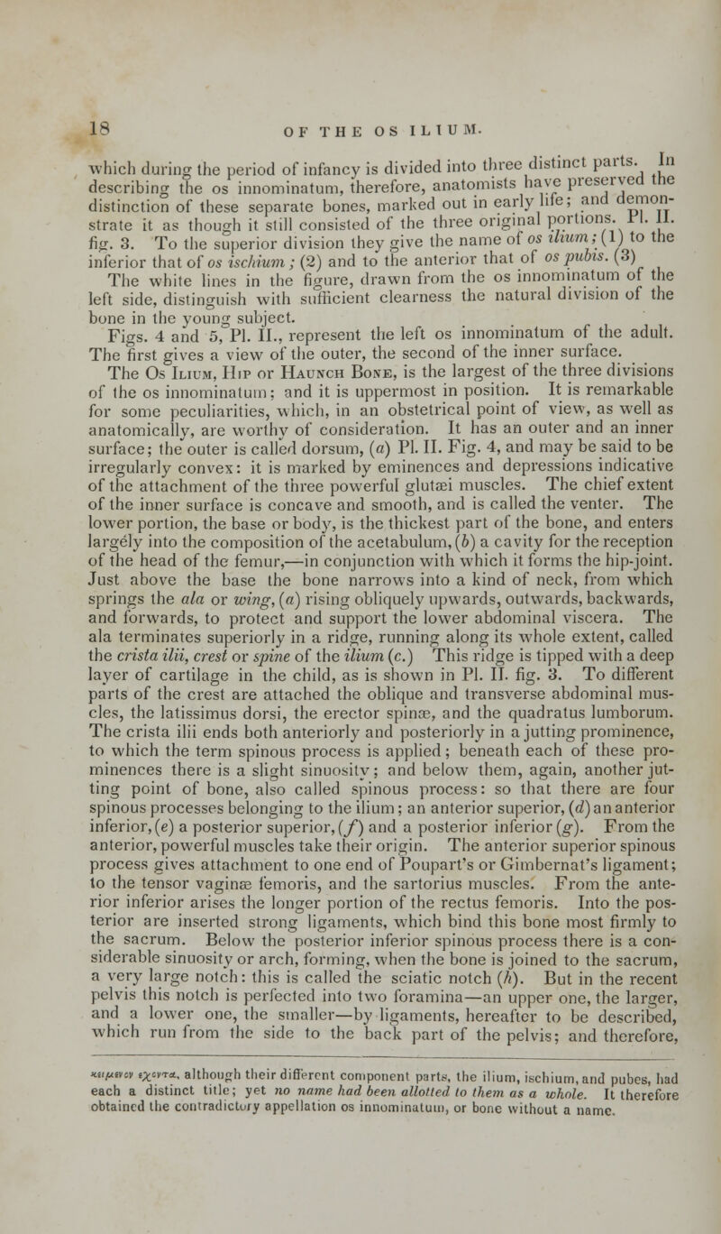 18 OF THE OS ILIUM. which during the period of infancy is divided into three distinct parts. In describing the os innominatum, therefore, anatomists have preserved tne distinction of these separate bones, marked out in early hie; and demon- strate it as though it still consisted of the three original portions .Fl. 11. fig. 3. To the superior division they give the name of os ilium; (1) to the inferior that of os ischium; (2) and to the anterior that of os pubis. (3) The white lines in the figure, drawn from the os innominatum of the left side, distinguish with sufficient clearness the natural division of the bone in the young subject. Figs. 4 and 5, PI. II., represent the left os innominatum of the adult. The first gives a view of the outer, the second of the inner surface. The Os Ilium, Hip or Haunch Bone, is the largest of the three divisions of the os innominatum; and it is uppermost in position. It is remarkable for some peculiarities, which, in an obstetrical point of view, as well as anatomically, are worthy of consideration. It has an outer and an inner surface; the outer is called dorsum, (a) PI. II. Fig. 4, and may be said to be irregularly convex: it is marked by eminences and depressions indicative of the attachment of the three powerful glutei muscles. The chief extent of the inner surface is concave and smooth, and is called the venter. The lower portion, the base or body, is the thickest part of the bone, and enters largely into the composition of the acetabulum, (b) a cavity for the reception of the head of the femur,—in conjunction with which it forms the hip-joint. Just above the base the bone narrows into a kind of neck, from which springs the ala or wing, (a) rising obliquely upwards, outwards, backwards, and forwards, to protect and support the lower abdominal viscera. The ala terminates superiorly in a ridge, running along its whole extent, called the crista ilii, crest or spine of the ilium (c.) This ridge is tipped with a deep layer of cartilage in the child, as is shown in PI. II. fig. 3. To different parts of the crest are attached the oblique and transverse abdominal mus- cles, the latissimus dorsi, the erector spina?, and the quadratus lumborum. The crista ilii ends both anteriorly and posteriorly in a jutting prominence, to which the term spinous process is applied; beneath each of these pro- minences there is a slight sinuosity; and below them, again, another jut- ting point of bone, also called spinous process: so that there are four spinous processes belonging to the ilium; an anterior superior, (d) an anterior inferior, (e) a posterior superior, (jf) and a posterior inferior (g). From the anterior, powerful muscles take their origin. The anterior superior spinous process gives attachment to one end of Poupart's or Gimbernat's ligament; to the tensor vaginas femoris, and the sartorius muscles. From the ante- rior inferior arises the longer portion of the rectus femoris. Into the pos- terior are inserted strong ligaments, which bind this bone most firmly to the sacrum. Below the posterior inferior spinous process there is a con- siderable sinuosity or arch, forming, when the bone is joined to the sacrum, a very large notch: this is called the sciatic notch (h). But in the recent pelvis this notch is perfected into two foramina—an upper one, the larger, and a lower one, the smaller—-by ligaments, hereafter to be described, which run from the side to the back part of the pelvis; and therefore, kh^vci, ^cvt*, although their different component parts, the ilium, ischium, and pubes, had each a distinct title; yet no name had been allotted to them as a whole. It therefore obtained the contradictory appellation os innominatum, or bone without a name.