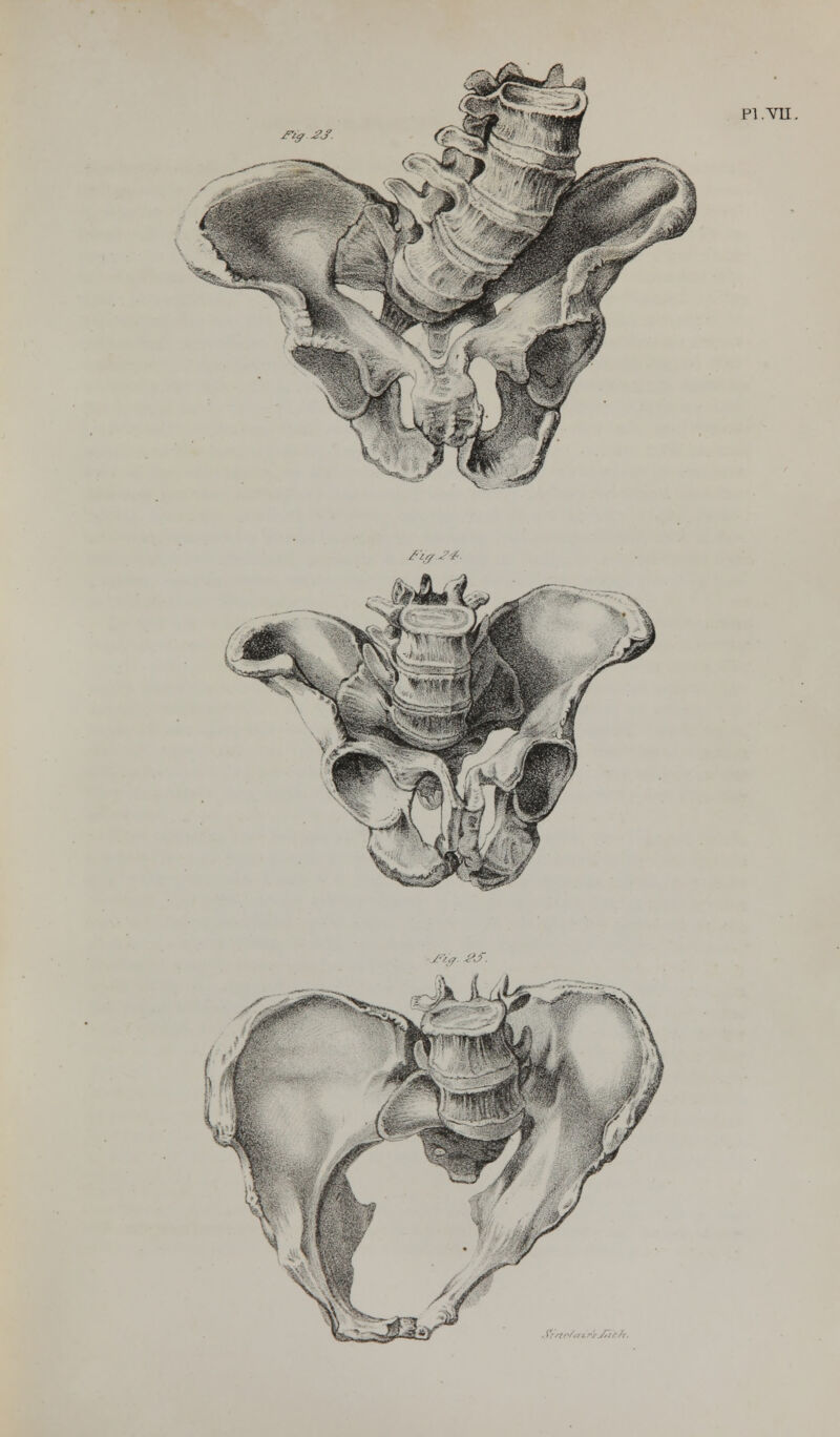 Fig £J. PI. VII.