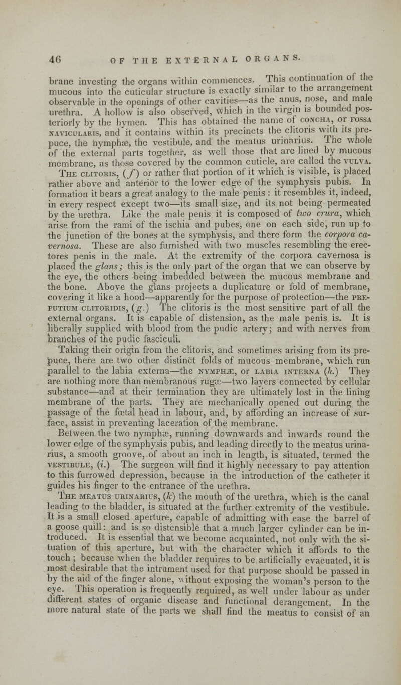branc investing the organs within commences. This continuation of the mucous into the cuticular structure is exactly similar to the arrangement observable in the openings of other cavities—as the anus, nose, and male urethra. A hollow is also observed, which in the virgin is bounded pos- teriorly by the hymen. This has obtained the name of concha, or fossa naviculars, and it contains within its precincts the clitoris with its pre- puce, the taymphafr, the vestibule, and the meatus urinarius. The whole of the external parts together, as well those that are lined by mucous membrane, as those covered by the common cuticle, are called the vulva. The clitoris, (/) or rather that portion of it which is visible, is placed rather above and anterior to the lower edge of the symphysis pubis. In formation it bears a great analogy to the male penis : it resembles it, indeed, in every respect except two—its small size, and its not being permeated by the urethra. Like the male penis it is composed of two crura, which arise from the rami of the ischia and pubes, one on each side, run up to the junction of the bones at the symphysis, and there form the corpora ca- vernosa. These are also furnished with two muscles resembling the erec- tores penis in the male. At the extremity of the corpora cavernosa is placed the glans ; this is the only part of the organ that we can observe by the eye, the others being imbedded between the mucous membrane and the bone. Above the glans projects a duplicature or fold of membrane, covering it like a hood—apparently for the purpose of protection—the pre- putium clitoridis, (g.) The clitoris is the most sensitive part of all the external organs. It is capable of distension, as the male penis is. It is liberally supplied with blood from the pudic artery; and with nerves from branches of the pudic fasciculi. Taking their origin from the clitoris, and sometimes arising from its pre- puce, there are two other distinct folds of mucous membrane, which run parallel to the labia externa—the nymphje, or labia interna (h.) They are nothing more than membranous rugae—two layers connected by cellular substance—and at their termination they are ultimately lost in the lining membrane of the parts. They are mechanically opened out during the passage of the foetal head in labour, and, by affording an increase of sur- face, assist in preventing laceration of the membrane. Between the two nymphse, running downwards and inwards round the lower edge of the symphysis pubis, and leading directly to the meatus urina- rius, a smooth groove, of about an inch in length, is situated, termed the vestibule, (i.) The surgeon will find it highly necessary to pay attention to this furrowed depression, because in the introduction of the catheter it guides his ringer to the entrance of the urethra. The meatus urinarius, (k) the mouth of the urethra, which is the canal leading to the bladder, is situated at the further extremity of the vestibule. It is a small closed aperture, capable of admitting with ease the barrel of a goose quill: and is so distensible that a much larger cylinder can be in- troduced. It is essential that we become acquainted, not only with the si- tuation of this aperture, but with the character which it affords to the touch ; because when the bladder requires to be artificially evacuated, it is most desirable that the intrument used for that purpose should be passed in by the aid of the finger alone, without exposing the woman's person to the eye. This operation is frequently required, as well under labour as under different states of organic disease and functional derangement. In the more natural state of the parts we shall find the meatus to consist of an