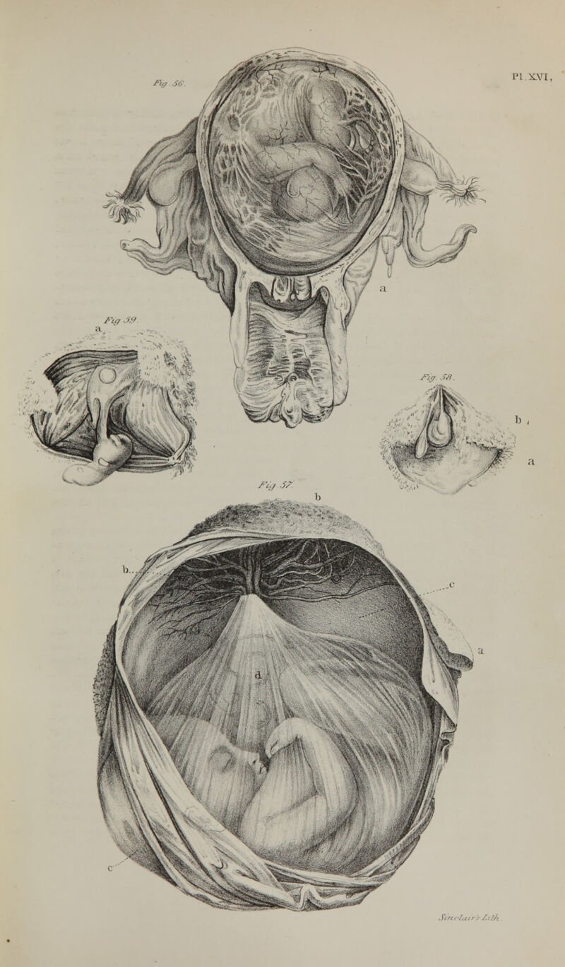 PI. XVI, /%/ J?. Sirtc-Za.