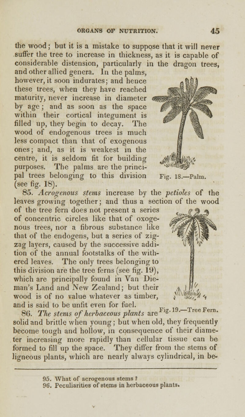 Fig. 18.—Palm. the wood; but it is a mistake to suppose that it will never suffer the tree to increase in thickness, as it is capable of considerable distension, particularly in the dragon trees, and other allied genera. In the palms, however, it soon indurates; and hence these trees, when they have reached maturity, never increase in diameter by age; and as soon as the space within their cortical integument is filled up, they begin to decay. The wood of endogenous trees is much less compact than that of exogenous ones; and, as it is weakest in the centre, it is seldom fit for building purposes. The palms are the princi- pal trees belonging to this division (see fig. 18). 85. Acrogenous stems increase by the petioles of the leaves growing together; and thus a section of the wood of the tree fern does not present a series of concentric circles like that of oxoge- nous trees, nor a fibrous substance like that of the endogens, but a series of zig- zag layers, caused by the successive addi- tion of the annual footstalks of the with- ered leaves. The only trees belonging to this division are the tree ferns (see fig. 19), which are principally found in Van Die- man's Land and New Zealand; but their wood is of no value whatever as timber, and is said to be unfit even for fuel. 86. The stems of herbaceous plants areFlg-19-—TreeFera- solid and brittle when young; but when old, they frequently become tough and hollow, in consequence of their diame- ter increasing more rapidly than cellular tissue can be formed to fill up the space. They differ from the stems of ligneous plants, which are nearly always cylindrical, in be- 95. What of acrogenous stems 1 96. Peculiarities of stems in herbaceous plants.