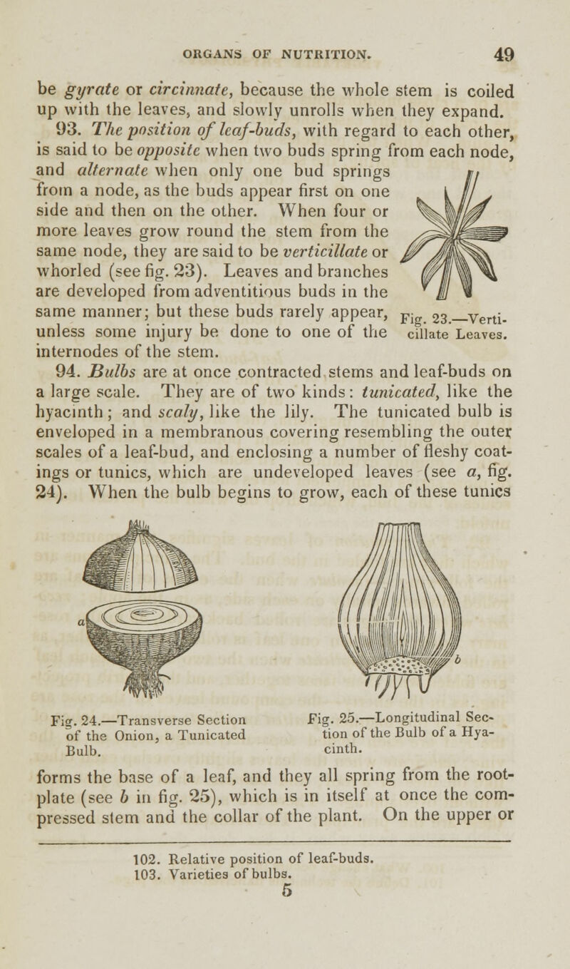be gyrate or circinnate, because the whole stem is coiled up with the leaves, and slowly unrolls when they expand. 93. The position of leaf-buds, with regard to each other, is said to be opposite when two buds spring from each node, and alternate when only one bud springs from a node, as the buds appear first on one side and then on the other. When four or more leaves grow round the stem from the same node, they are said to be verticillate or whorled (see fig. 23). Leaves and branches are developed from adventitious buds in the same manner; but these buds rarely appear, unless some injury be done to one of the internodes of the stem. 94. Bulbs are at once contracted stems and leaf-buds on a large scale. They are of two kinds: tunicated, like the hyacinth; and scaly, like the lily. The tunicated bulb is enveloped in a membranous covering resembling the outer scales of a leaf-bud, and enclosing a number of fleshy coat- ings or tunics, which are undeveloped leaves (see a, fig. 24). When the bulb begins to grow, each of these tunics Fig. 23.—Verti- cillate Leaves. Fig. 24.—Transverse Section of the Onion, a Tunicated Bulb. Fig. 25.—Longitudinal Sec- tion of the Bulb of a Hya- cinth. forms the base of a leaf, and they all spring from the root- plate (see b in fig. 25), which is in itself at once the com- pressed stem and the collar of the plant. On the upper or 102. Relative position of leaf-buds. 103. Varieties of bulbs. 5