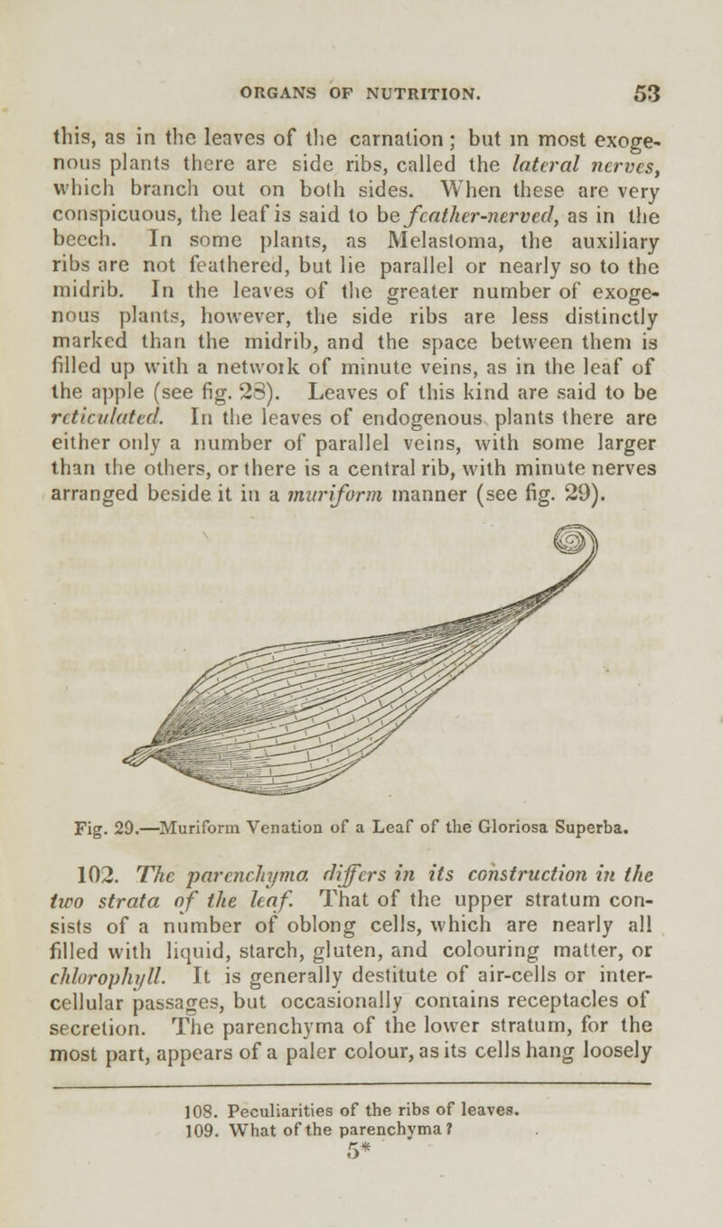 this, as in the leaves of the carnation ; but in most exoge- nous plants there are side ribs, called the lateral nerves, which branch out on both sides. When these are very conspicuous, the leaf is said to be. feather-nerved, as in the beech. In some plants, as Melastoma, the auxiliary ribs are not feathered, but lie parallel or nearly so to the midrib. In the leaves of the greater number of exoge- nous plants, however, the side ribs are less distinctly marked than the midrib, and the space between them is filled up with a netwoik of minute veins, as in the leaf of the apple (see fig. 23). Leaves of this kind are said to be reticulated. In the leaves of endogenous plants there are either only a number of parallel veins, with some larger than the others, or there is a central rib, with minute nerves arranged beside it in a muriform manner (see fig. 29). Fig. 29.—Muriform Venation of a Leaf of the Gloriosa Superba. 102. The parenchyma differs in its construction in the two strata of the leaf. That of the upper stratum con- sists of a number of oblong cells, which are nearly all filled with liquid, starch, gluten, and colouring matter, or chlorophyll. It is generally destitute of air-cells or inter- cellular passages, but occasionally contains receptacles of secretion. The parenchyma of the lower stratum, for the most part, appears of a paler colour, as its cells hang loosely 108. Peculiarities of the ribs of leaves. 109. What of the parenchyma?