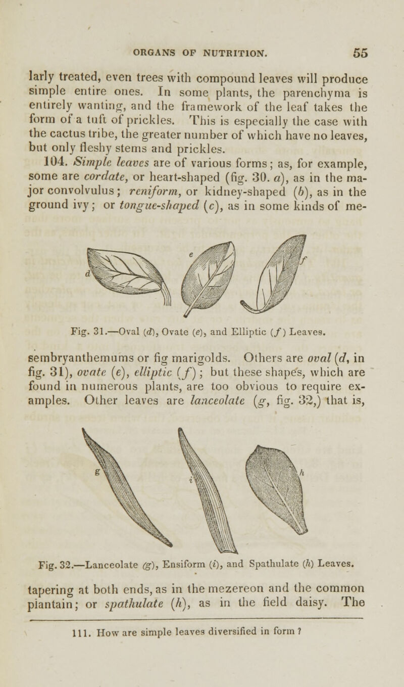 larly treated, even trees with compound leaves will produce simple entire ones. In some plants, the parenchyma is entirely wanting, and the framework of the leaf takes the form of a tuft of prickles. This is especially the case with the cactus tribe, the greater number of which have no leaves, but only fleshy stems and prickles. 104. Simple leaves are of various forms; as, for example, some are cordate, or heart-shaped (fig. 30. a), as in the ma- jor convolvulus; reniform, or kidney-shaped (6), as in the ground ivy; or tongue-shaped (c), as in some kinds of me- Fig. 31.—Oval {d), Ovate (e), and Elliptic (/) Leaves. sembryanthemums or fig marigolds. Others are oval (d, in fig. 31), ovate (c), elliptic (f); but these shapes, which are found in numerous plants, are too obvious to require ex- amples. Other leaves are lanceolate (g, fig. 32,) that is, Fig. 32.—Lanceolate (g), Ensiform (i), and Spathulate (/() Leaves. tapering at both ends, as in the mezereon and the common plantain; or spathulate (h), as in the field daisy. The 111. How are simple leaves diversified in form ?