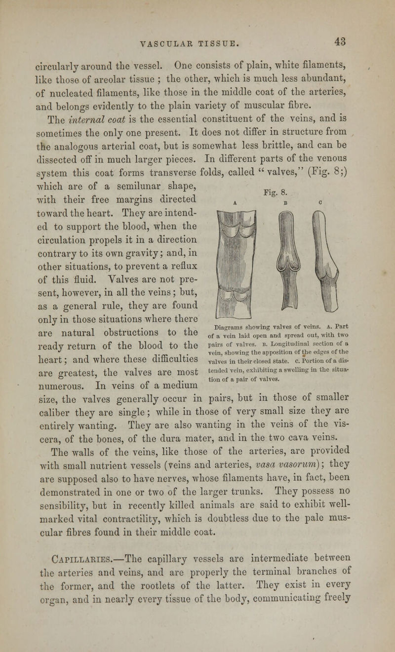 Fig. 8. circularly around the vessel. One consists of plain, white filaments, like those of areolar tissue ; the other, which is much less abundant, of nucleated filaments, like those in the middle coat of the arteries, and belongs evidently to the plain variety of muscular fibre. The internal coat is the essential constituent of the veins, and is sometimes the only one present. It does not differ in structure from the analogous arterial coat, but is somewhat less brittle, and can be dissected off in much larger pieces. In different parts of the venous system this coat forms transverse folds, called valves, (Fig. 8;) which are of a semilunar shape, with their free margins directed toward the heart. They are intend- ed to support the blood, when the circulation propels it in a direction contrary to its own gravity; and, in other situations, to prevent a reflux of this fluid. Valves are not pre- sent, however, in all the veins; but, as a general rule, they are found only in those situations where there are natural obstructions to the ready return of the blood to the heart; and where these difficulties are greatest, the valves are most numerous. In veins of a medium size, the valves generally occur in pairs, but in those of smaller caliber they are single; while in those of very small size they are entirely wanting. They are also wanting in the veins of the vis- cera, of the bones, of the dura mater, and in the two cava veins. The walls of the veins, like those of the arteries, are provided with small nutrient vessels (veins and arteries, vasa vasorum); they are supposed also to have nerves, whose filaments have, in fact, been demonstrated in one or two of the larger trunks. They possess no sensibility, but in recently killed animals are said to exhibit well- marked vital contractility, which is doubtless due to the pale mus- cular fibres found in their middle coat. Diagrams showing valves of veins. A. Part of a vein laid open and spread out, with two pairs of valves, b. Longitudinal section of a vein, showing the apposition of the edges of the valves in their closed state, c. Portion of a dis- tended vein, exhibiting a swelling in the situa- tion of a pair of valves. Capillaries.—The capillary vessels are intermediate between the arteries and veins, and are properly the terminal branches of the former, and the rootlets of the latter. They exist in every organ, and in nearly every tissue of the body, communicating freely