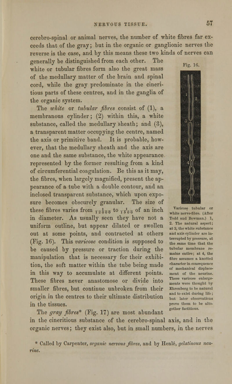Fig. 16. cerebrospinal or animal nerves, the number of white fibres far ex- ceeds that of the gray; but in the organic or ganglionic nerves the reverse is the case, and by this means these two kinds of nerves can generally be distinguished from each other. The white or tubular fibres form also the great mass of the medullary matter of the brain and spinal cord, while the gray predominate in the cineri- tious parts of these centres, and in the ganglia of the organic system. The white or tubular fibres consist of (1), a membranous cylinder; (2) within this, a white substance, called the medullary sheath; and (3), a transparent matter occupying the centre, named the axis or primitive band. It is probable, how- ever, that the medullary sheath and the axis are one and the same substance, the white appearance represented by the former resulting from a kind of circumferential coagulation. Be this as it may, the fibres, when largely magnified, present the ap- pearance of a tube with a double contour, and an inclosed transparent substance, which upon expo- sure becomes obscurely granular. The size of these fibres varies from T2tf off to tsds °f an *ncn in diameter. As usually seen they have not a uniform outline, but appear dilated or swollen out at some points, and contracted at others (Fig. 16). This varicose condition is supposed to be caused by pressure or traction during the manipulation that is necessary for their exhibi- tion, the soft matter within the tube being made in this way to accumulate at different points. These fibres never anastomose or divide into smaller fibres, but continue unbroken from their origin in the centres to their ultimate distribution in the tissues. The gray fibres* (Fig. 17) are most abundant in the cineritious substance of the cerebro-spinal axis, and in the organic nerves; they exist also, but in small numbers, in the nerves Varicose tubular or white nerve-fibre. (After Todd and Bowman.) 1, 2. The natural aspect; at 3, the white substance and axis cylinder are in- terrupted by pressure, at the same time that the tubular membrane re- mains entire; at 4, the fibre assumes a knotted character in consequence of mechanical displace- ment of the neurine. These varicose enlarge- ments were thought by Ehrenberg to be natural and to exist during life ; but later observations prove them to be alto- gether factitious. * Called by Carpenter, organic nervous fibres, and by Henle, gelatinous neu- rine.