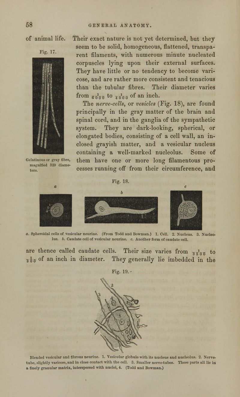 of animal life. Fig. 17. Gelatinous or gray fibre, magnified 320 diame- ters. Their exact nature is not yet determined, but they seem to be solid, homogeneous, flattened, transpa- rent filaments, with numerous minute nucleated corpuscles lying upon their external surfaces. They have little or no tendency to become vari- cose, and are rather more consistent and tenacious than the tubular fibres. Their diameter varies from gJ^o to 7Jffo of an incn- The nerve-cells, or vesicles (Fig. 18), are found principally in the gray matter of the brain and spinal cord, and in the ganglia of the sympathetic system. They are dark-looking, spherical, or elongated bodies, consisting of a cell wall, an in- closed grayish matter, and a vesicular nucleus containing a well-marked nucleolus. Some of them have one or more long filamentous pro- cesses running off from their circumference, and Fig. 18. a. Spheroidal cells of vesicular neurine. (From Todd and Bowman.) 1. Cell. 2. Nucleus. 3. Nucleo- lus, b. Caudate cell of vesicular neurine. c. Another form of caudate cell. Their size varies from W*:* to 3 5 015 are thence called caudate cells. s£(j of an inch in diameter. They generally lie imbedded in the Fig. 19. • Blended vesicular and fibrous neurine. 1. Vesicular globule with its nucleus and nucleolus. 2. Norve- tube, slightly varicose, and in close contact with the cell. 3. Smaller nerve-tubes. These parts all lie in a finely granular matrix, interspersed with nuclei, 4. (Todd and Bowman.)