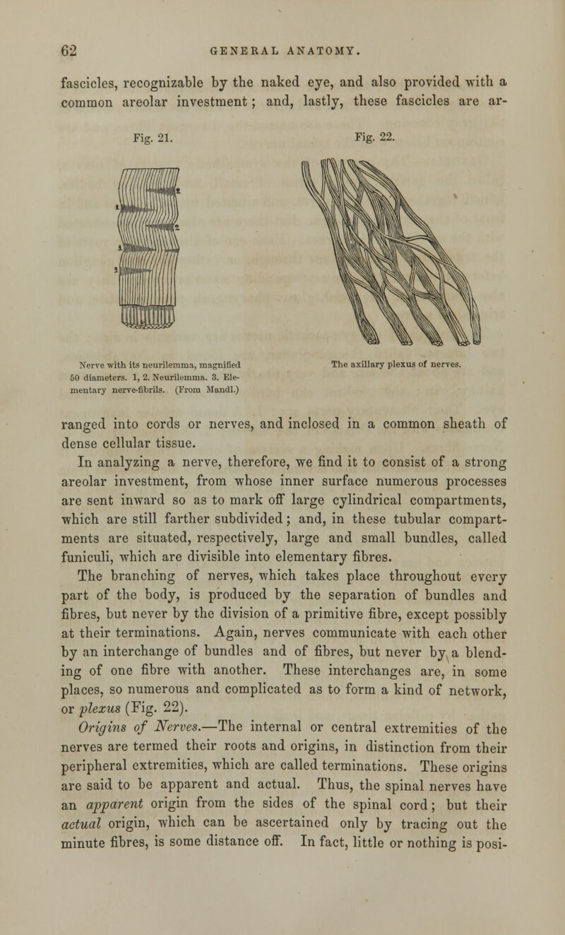 fascicles, recognizable by the naked eye, and also provided with a common areolar investment; and, lastly, these fascicles are ar- Fig. 21. Fig. 22. Nerve with its neurilemma, magnified 50 diameters. 1, 2. Neurilemma. 3. Ele- mentary nerve-fibrils. (From Mandl.) The axillary plexus of nerves. ranged into cords or nerves, and inclosed in a common sheath of dense cellular tissue. In analyzing a nerve, therefore, we find it to consist of a strong areolar investment, from whose inner surface numerous processes are sent inward so as to mark off large cylindrical compartments, which are still farther subdivided; and, in these tubular compart- ments are situated, respectively, large and small bundles, called funiculi, which are divisible into elementary fibres. The branching of nerves, which takes place throughout every part of the body, is produced by the separation of bundles and fibres, but never by the division of a primitive fibre, except possibly at their terminations. Again, nerves communicate with each other by an interchange of bundles and of fibres, but never by a blend- ing of one fibre with another. These interchanges are, in some places, so numerous and complicated as to form a kind of network, or plexus (Fig. 22). Origins of Nerves.—The internal or central extremities of the nerves are termed their roots and origins, in distinction from their peripheral extremities, which are called terminations. These origins are said to be apparent and actual. Thus, the spinal nerves have an apparent origin from the sides of the spinal cord; but their actual origin, which can be ascertained only by tracing out the minute fibres, is some distance off. In fact, little or nothing is posi-