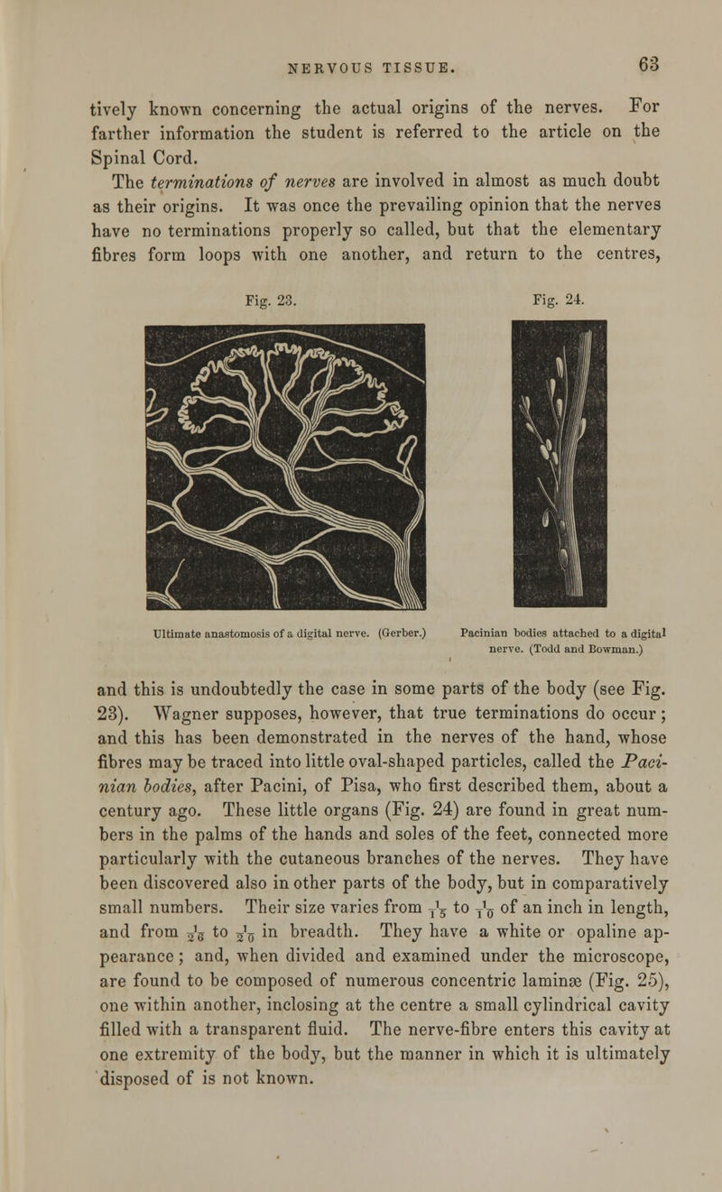 tively known concerning the actual origins of the nerves. For farther information the student is referred to the article on the Spinal Cord. The terminations of nerves are involved in almost as much doubt as their origins. It was once the prevailing opinion that the nerves have no terminations properly so called, but that the elementary fibres form loops with one another, and return to the centres, Fig. 23. Ultimate anastomosis of a digital nerve. (Gerber.) Pacinian bodies attached to a digital nerve. (Todd and Bowman.) and this is undoubtedly the case in some parts of the body (see Fig. 23). Wagner supposes, however, that true terminations do occur; and this has been demonstrated in the nerves of the hand, whose fibres may be traced into little oval-shaped particles, called the Paci- nian bodies, after Pacini, of Pisa, who first described them, about a century ago. These little organs (Fig. 24) are found in great num- bers in the palms of the hands and soles of the feet, connected more particularly with the cutaneous branches of the nerves. They have been discovered also in other parts of the body, but in comparatively small numbers. Their size varies from ^ to j1^ of an inch in length, and from ^g to 3^ in breadth. They have a white or opaline ap- pearance ; and, when divided and examined under the microscope, are found to be composed of numerous concentric laminae (Fig. 25), one within another, inclosing at the centre a small cylindrical cavity filled with a transparent fluid. The nerve-fibre enters this cavity at one extremity of the body, but the manner in which it is ultimately disposed of is not known.