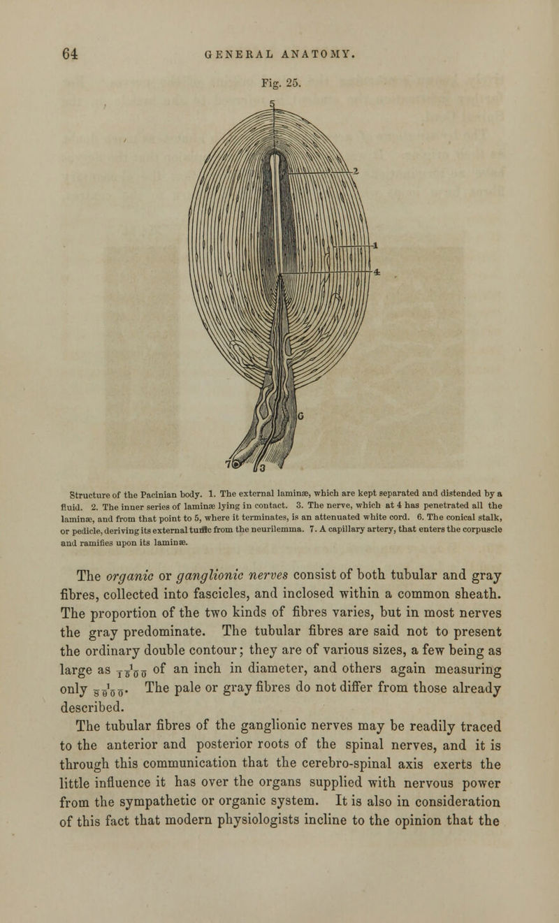Fig. 25. Structure of the Pacinian body. 1. The external laminae, which are kept separated and distended by a fluid. 2. The inner series of laminae lying in contact. 3. The nerve, which at 4 has penetrated all the lamin», and from that point to 5, where it terminates, is an attenuated white cord. 6. The conical stalk, or pedicle, deriving its external turtle from the neurilemma. 7. A capillary artery, that enters the corpuscle and ramifies upon its laminae. The organic or ganglionic nerves consist of both tubular and gray fibres, collected into fascicles, and inclosed within a common sheath. The proportion of the two kinds of fibres varies, but in most nerves the gray predominate. The tubular fibres are said not to present the ordinary double contour; they are of various sizes, a few being as large as yg1^ of an inch in diameter, and others again measuring only H _i0_. The pale or gray fibres do not differ from those already described. The tubular fibres of the ganglionic nerves may be readily traced to the anterior and posterior roots of the spinal nerves, and it is through this communication that the cerebro-spinal axis exerts the little influence it has over the organs supplied with nervous power from the sympathetic or organic system. It is also in consideration of this fact that modern physiologists incline to the opinion that the
