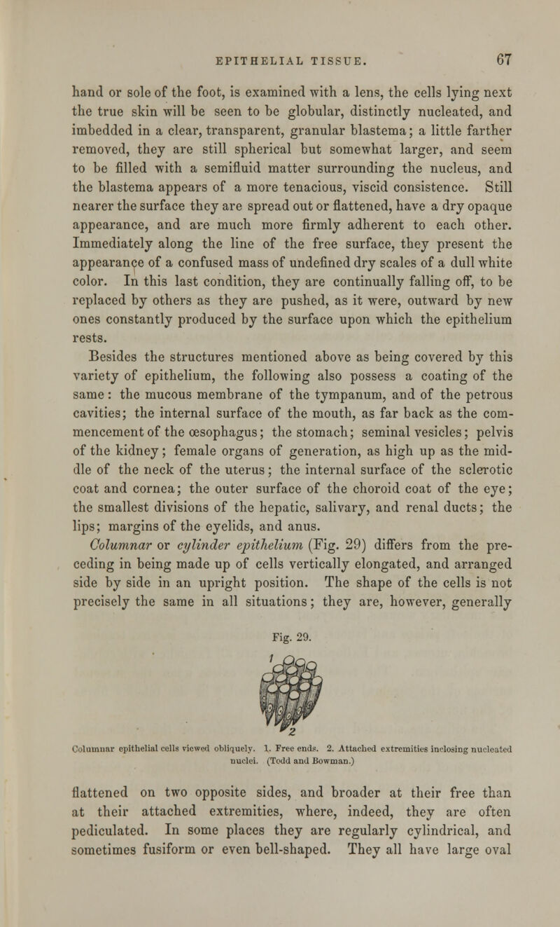 hand or sole of the foot, is examined with a lens, the cells lying next the true skin •will be seen to be globular, distinctly nucleated, and imbedded in a clear, transparent, granular blastema; a little farther removed, they are still spherical but somewhat larger, and seem to be filled with a semifluid matter surrounding the nucleus, and the blastema appears of a more tenacious, viscid consistence. Still nearer the surface they are spread out or flattened, have a dry opaque appearance, and are much more firmly adherent to each other. Immediately along the line of the free surface, they present the appearance of a confused mass of undefined dry scales of a dull white color. In this last condition, they are continually falling off, to be replaced by others as they are pushed, as it were, outward by new ones constantly produced by the surface upon which the epithelium rests. Besides the structures mentioned above as being covered by this variety of epithelium, the following also possess a coating of the same: the mucous membrane of the tympanum, and of the petrous cavities; the internal surface of the mouth, as far back as the com- mencement of the oesophagus; the stomach; seminal vesicles; pelvis of the kidney; female organs of generation, as high up as the mid- dle of the neck of the uterus; the internal surface of the sclerotic coat and cornea; the outer surface of the choroid coat of the eye; the smallest divisions of the hepatic, salivary, and renal ducts; the lips; margins of the eyelids, and anus. Columnar or cylinder epithelium (Fig. 29) differs from the pre- ceding in being made up of cells vertically elongated, and arranged side by side in an upright position. The shape of the cells is not precisely the same in all situations; they are, however, generally Columnar epithelial cells viewed obliquely. 1. Free ends. 2. Attached extremities inclosing nucleated nuclei. (Todd and Bowman.) flattened on two opposite sides, and broader at their free than at their attached extremities, where, indeed, they are often pediculated. In some places they are regularly cylindrical, and sometimes fusiform or even bell-shaped. They all have large oval