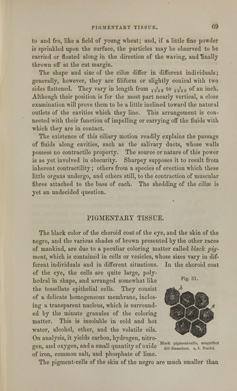 to and fro, like a field of young wheat; and, if a little fine powder is sprinkled upon the surface, the particles may be observed to be carried or floated along in the direction of the waving, and Anally thrown off at the cut margin. The shape and size of the cilise differ in different individuals; generally, however, they are filiform or slightly conical with two sides flattened. They vary in length from 4^0^ to jj^ of an inch. Although their position is for the most part nearly vertical, a close examination will prove them to be a little inclined toward the natural outlets of the cavities which they line. This arrangement is con- nected with their function of impelling or carrying off the fluids with which they are in contact. The existence of this ciliary motion readily explains the passage of fluids along cavities, such as the salivary ducts, whose walls possess no contractile property. The source or nature of this power is as yet involved in obscurity. Sharpey supposes it to result from inherent contractility; others from a species of erection which these little organs undergo, and others still, to the contraction of muscular fibres attached to the base of each. The shedding of the ciliae is yet an undecided question. PIGMENTARY TISSUE. The black color of the choroid coat of the eye, and the skin of the negro, and the various shades of brown presented by the other races of mankind, are due to a peculiar coloring matter called black pig- ment, which is contained in cells or vesicles, whose sizes vary in dif- ferent individuals and in different situations. In the choroid coat of the eye, the cells are quite large, poly- hedral in shape, and arranged somewhat like the tessellate epithelial cells. They consist of a delicate homogeneous membrane, inclos- ing a transparent nucleus, which is surround- ed by the minute granules of the coloring matter. This is insoluble in cold and hot water, alcohol, ether, and the volatile oils. On analysis, it yields carbon, hydrogen, nitro- d-i %i ... r, . 1 Black pip-men^ceHs, magnified oxygen, and a small quantity of oxide 410 diameters. a> 6. Nuclei. of iron, common salt, and phosphate of lime. The pigment-cells of the skin of the negro are much smaller than