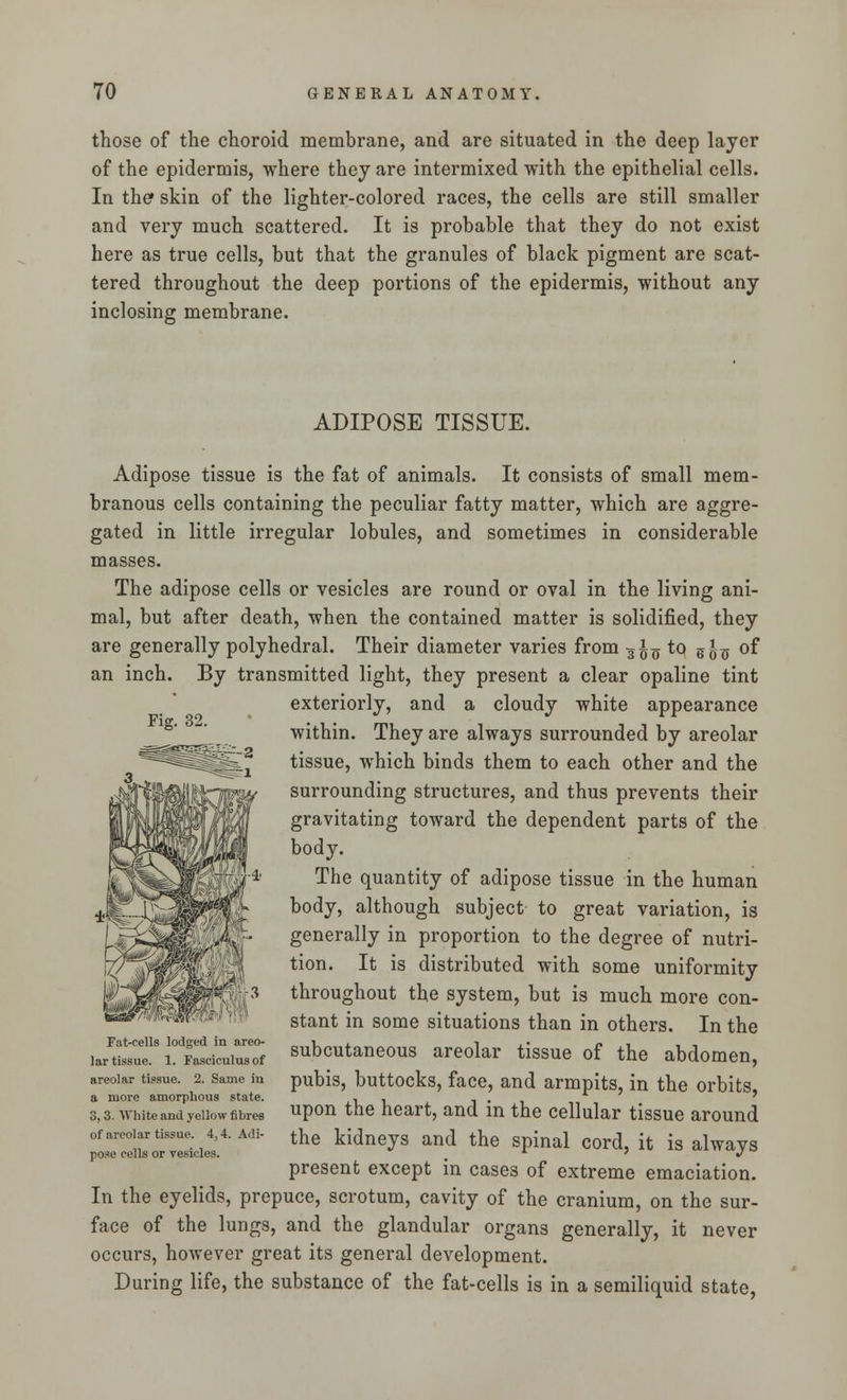 those of the choroid membrane, and are situated in the deep layer of the epidermis, where they are intermixed with the epithelial cells. In the skin of the lighter-colored races, the cells are still smaller and very much scattered. It is probable that they do not exist here as true cells, but that the granules of black pigment are scat- tered throughout the deep portions of the epidermis, without any inclosing membrane. ADIPOSE TISSUE. Fig. 32. Adipose tissue is the fat of animals. It consists of small mem- branous cells containing the peculiar fatty matter, which are aggre- gated in little irregular lobules, and sometimes in considerable masses. The adipose cells or vesicles are round or oval in the living ani- mal, but after death, when the contained matter is solidified, they are generally polyhedral. Their diameter varies from 3^ to g J^ of an inch. By transmitted light, they present a clear opaline tint exteriorly, and a cloudy white appearance within. They are always surrounded by areolar tissue, which binds them to each other and the surrounding structures, and thus prevents their gravitating toward the dependent parts of the body. The quantity of adipose tissue in the human body, although subject to great variation, is generally in proportion to the degree of nutri- tion. It is distributed with some uniformity throughout the system, but is much more con- stant in some situations than in others. In the subcutaneous areolar tissue of the abdomen pubis, buttocks, face, and armpits, in the orbits, upon the heart, and in the cellular tissue around the kidneys and the spinal cord, it is always present except in cases of extreme emaciation. In the eyelids, prepuce, scrotum, cavity of the cranium, on the sur- face of the lungs, and the glandular organs generally, it never occurs, however great its general development. During life, the substance of the fat-cells is in a semiliquid state, Fat-cells lodged in areo- lar tissue. 1. Fasciculus of areolar tissue. 2. Same iu a more amorphous state. 3, 3. White and yellow fibres of areolar tissue. 4,4. Adi- pose cells or resides.