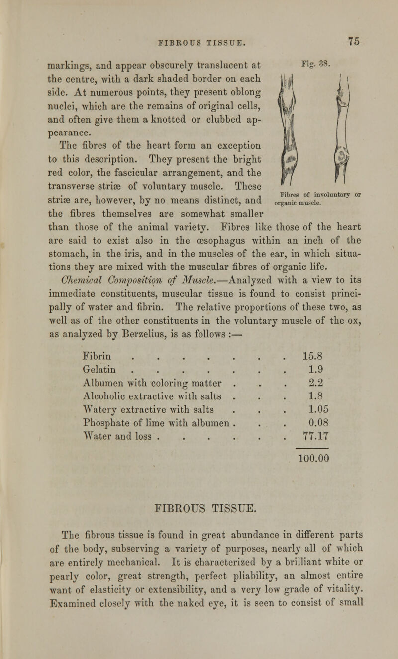 markings, and appear obscurely translucent at Fig- 38- the centre, with a dark shaded border on each side. At numerous points, they present oblong nuclei, which are the remains of original cells, and often give them a knotted or clubbed ap- pearance. The fibres of the heart form an exception to this description. They present the bright red color, the fascicular arrangement, and the transverse striae of voluntary muscle. These striae are, however, by no means distinct, and the fibres themselves are somewhat smaller than those of the animal variety. Fibres like those of the heart are said to exist also in the oesophagus within an inch of the stomach, in the iris, and in the muscles of the ear, in which situa- tions they are mixed with the muscular fibres of organic life. Chemical Composition of Muscle.—Analyzed with a view to its immediate constituents, muscular tissue is found to consist princi- pally of water and fibrin. The relative proportions of these two, as well as of the other constituents in the voluntary muscle of the ox, as analyzed by Berzelius, is as follows :— Fibres of involuntary or organic muf cle. Fibrin ..... . 15.8 Gelatin ..... 1.9 Albumen with coloring matter . 2.2 Alcoholic extractive with salts . 1.8 Watery extractive with salts 1.05 Phosphate of lime with albumen . 0.08 Water and loss .... . 77.17 FIBROUS TISSUE. 100.00 The fibrous tissue is found in great abundance in different parts of the body, subserving a variety of purposes, nearly all of which are entirely mechanical. It is characterized by a brilliant white or pearly color, great strength, perfect pliability, an almost entire want of elasticity or extensibility, and a very low grade of vitality. Examined closely with the naked eye, it is seen to consist of small
