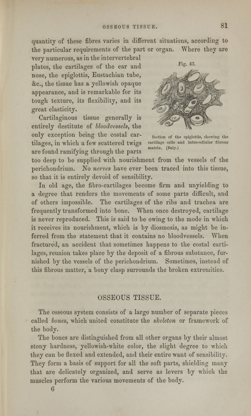 quantity of these fibres varies in different situations, according to the particular requirements of the part or organ. Where they are very numerous, as in the intervertebral plates, the cartilages of the ear and g> j^ nose, the epiglottis, Eustachian tube, &c, the tissue has a yellowish opaque appearance, and is remarkable for its tough texture, its flexibility, and its great elasticity. Cartilaginous tissue generally is entirely destitute of bloodvessels, the only exception being the costal car- Section of the epiglottiSj showing the tilageS, in which a few Scattered twigS cartilage cells and intro-cellular fibrous are found ramifying through the parts too deep to be supplied with nourishment from the vessels of the perichondrium. No nerves have ever been traced into this tissue, so that it is entirely devoid of sensibility. In old age, the fibro-cartilages become firm and unyielding to a degree that renders the movements of some parts difficult, and of others impossible. The cartilages of the ribs and trachea are frequently transformed into bone. When once destroyed, cartilage is never reproduced. This is said to be owing to the mode in which it receives its nourishment, which is by diosmosis, as might be in- ferred from the statement that it contains no bloodvessels. When fractured, an accident that sometimes happens to the costal carti- lages, reunion takes place by the deposit of a fibrous substance, fur- nished by the vessels of the perichondrium. Sometimes, instead of this fibrous matter, a bony clasp surrounds the broken extremities. OSSEOUS TISSUE. The osseous system consists of a large number of separate pieces called bones, which united constitute the skeleton or framework of the body. The bones are distinguished from all other organs by their almost stony hardness, yellowish-white color, the slight degree to which they can be flexed and extended, and their entire want of sensibility. They form a basis of support for all the soft parts, shielding many that are delicately organized, and serve as levers by which the muscles perform the various movements of the body. 6