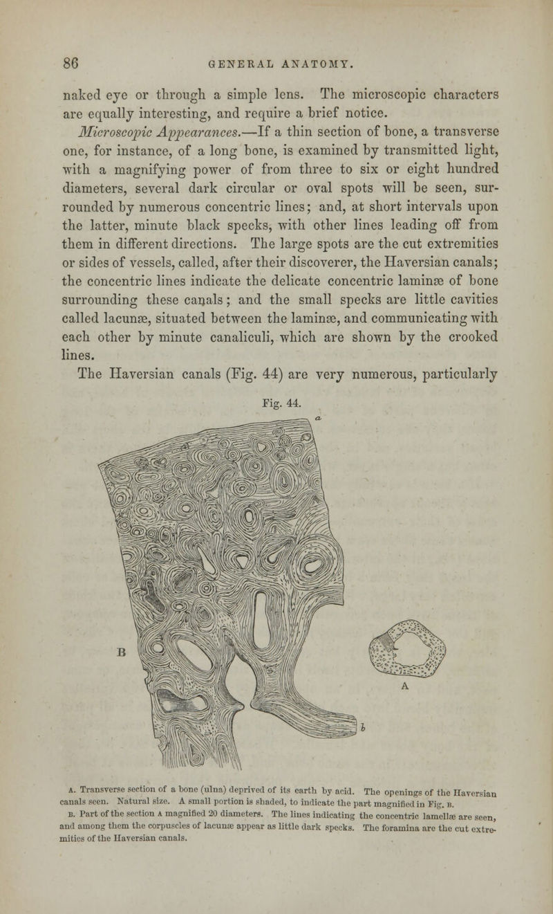 naked eye or through a simple lens. The microscopic characters are equally interesting, and require a brief notice. 3ficroscopic Appearances.—If a thin section of bone, a transverse one, for instance, of a long bone, is examined by transmitted light, with a magnifying power of from three to six or eight hundred diameters, several dark circular or oval spots will be seen, sur- rounded by numerous concentric lines; and, at short intervals upon the latter, minute black specks, with other lines leading off from them in different directions. The large spots are the cut extremities or sides of vessels, called, after their discoverer, the Haversian canals; the concentric lines indicate the delicate concentric laminae of bone surrounding these canals; and the small specks are little cavities called lacunae, situated between the laminae, and communicating with each other by minute canaliculi, which are shown by the crooked lines. The Haversian canals (Fig. 44) are very numerous, particularly Fig. 44. A. Transverse section of a bone (ulna) deprived of its earth by acid. The openings of the Haversian canals seen. Natural size. A small portion is shaded, to indicate the part magnified in Fig. b. b. Part of the section a magnified 20 diameters. The lines indicating the concentric lamella; are seen, and among them the corpuscles of lacunae appear as little dark specks. The foramina arc the cut extre- mities of the Haversian canals.
