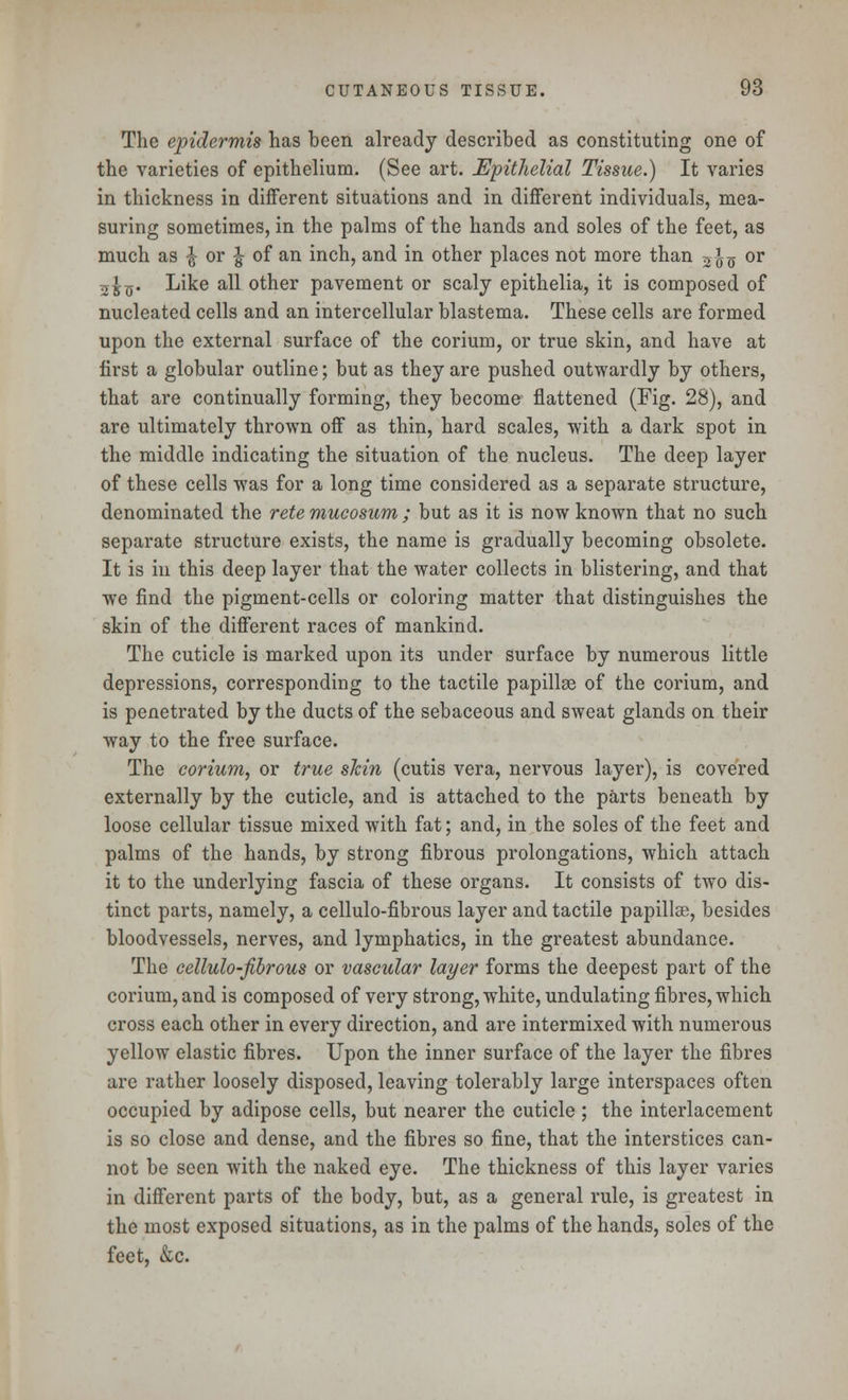 The epidermis has been already described as constituting one of the varieties of epithelium. (See art. Epithelial Tissue.) It varies in thickness in different situations and in different individuals, mea- suring sometimes, in the palms of the hands and soles of the feet, as much as ^ or £ of an inch, and in other places not more than 2i^ or 3^. Like all other pavement or scaly epithelia, it is composed of nucleated cells and an intercellular blastema. These cells are formed upon the external surface of the corium, or true skin, and have at first a globular outline; but as they are pushed outwardly by others, that are continually forming, they become flattened (Fig. 28), and are ultimately thrown off as thin, hard scales, with a dark spot in the middle indicating the situation of the nucleus. The deep layer of these cells was for a long time considered as a separate structure, denominated the rete mucosum ; but as it is now known that no such separate structure exists, the name is gradually becoming obsolete. It is in this deep layer that the water collects in blistering, and that we find the pigment-cells or coloring matter that distinguishes the skin of the different races of mankind. The cuticle is marked upon its under surface by numerous little depressions, corresponding to the tactile papillae of the corium, and is penetrated by the ducts of the sebaceous and sweat glands on their way to the free surface. The corium, or true sJcin (cutis vera, nervous layer), is covered externally by the cuticle, and is attached to the parts beneath by loose cellular tissue mixed with fat; and, in the soles of the feet and palms of the hands, by strong fibrous prolongations, which attach it to the underlying fascia of these organs. It consists of two dis- tinct parts, namely, a cellulo-fibrous layer and tactile papillae, besides bloodvessels, nerves, and lymphatics, in the greatest abundance. The cellulo-fibrous or vascular layer forms the deepest part of the corium, and is composed of very strong, white, undulating fibres, which cross each other in every direction, and are intermixed with numerous yellow elastic fibres. Upon the inner surface of the layer the fibres are rather loosely disposed, leaving tolerably large interspaces often occupied by adipose cells, but nearer the cuticle; the interlacement is so close and dense, and the fibres so fine, that the interstices can- not be seen with the naked eye. The thickness of this layer varies in different parts of the body, but, as a general rule, is greatest in the most exposed situations, as in the palms of the hands, soles of the feet, &c.