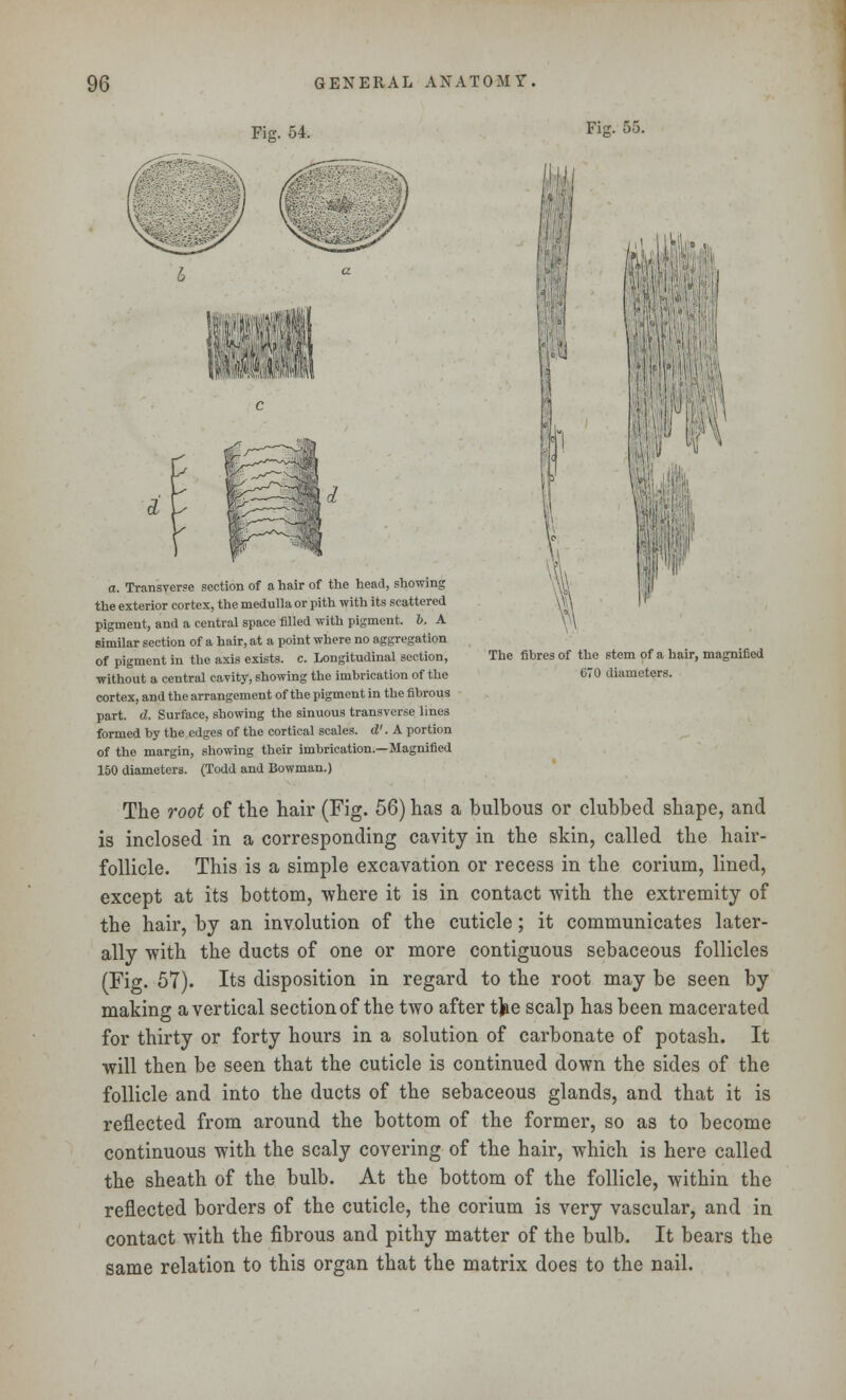 Fig. 54. Ffc \ The fibres of the stem of a hair, magnified 670 diameters. a. Transverse section of a hair of the head, showing the exterior cortex, the medulla or pith with its scattered pigment, and a central space filled with pigment. I. A similar section of a hair, at a point where no aggregation of pigment in the axis exists, c. Longitudinal section, without a central cavity, showing the imbrication of the cortex, and the arrangement of the pigment in the fibrous part. d. Surface, showing the sinuous transverse lines formed by the edges of the cortical scales, d'. A portion of the margin, showing their imbrication.—Magnified 150 diameters. (Todd and Bowman.) The root of the hair (Fig. 56) has a bulbous or clubbed shape, and is inclosed in a corresponding cavity in the skin, called the hair- follicle. This is a simple excavation or recess in the corium, lined, except at its bottom, -where it is in contact with the extremity of the hair, by an involution of the cuticle; it communicates later- ally with the ducts of one or more contiguous sebaceous follicles (Fig. 57). Its disposition in regard to the root may be seen by making a vertical section of the two after tfce scalp has been macerated for thirty or forty hours in a solution of carbonate of potash. It will then be seen that the cuticle is continued down the sides of the follicle and into the ducts of the sebaceous glands, and that it is reflected from around the bottom of the former, so as to become continuous with the scaly covering of the hair, which is here called the sheath of the bulb. At the bottom of the follicle, within the reflected borders of the cuticle, the corium is very vascular, and in contact with the fibrous and pithy matter of the bulb. It bears the same relation to this organ that the matrix does to the nail.