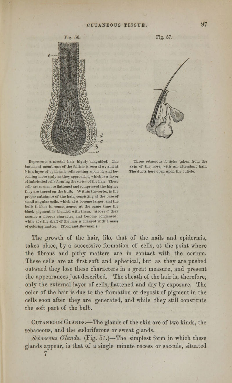 Fie. 56. Fig. 57. Represents a scrotal hair highly magnified. The Three sebaceous follicles taken from the basement membrane of the follicle is seen at a; and at skin of the nose, with an attendant hair. b is a layer of epidermic cells resting upon it, and be- The ducts here open upon the cuticle, coming more scaly as they approach c, which is a layer of imbricated cells forming the cortex of the hair. These cells are seen more flattened and compressed the higher they are traced on the bulb. Within the cortex is the proper substance of the hair, consisting at the base of small angular cells, which at d become larger, and the bulb thicker in consequence; at the same time the black pigment is blended with them. Above d they assume a fibrous character, and become condensed ; while at e the shaft of the hair is charged with a mass of coloring matter. (Todd and Bowman.) The growth of the hair, like that of the nails and epidermis, takes place, by a successive formation of cells, at the point where the fibrous and pithy matters are in contact with the corium. These cells are at first soft and spherical, but as they are pushed outward they lose these characters in a great measure, and present the appearances just described. The sheath of the hair is, therefore, only the external layer of cells, flattened and dry by exposure. The color of the hair is due to the formation or deposit of pigment in the cells soon after they are generated, and while they still constitute the soft part of the bulb. Cutaneous Glands.—The glands of the skin are of two kinds, the sebaceous, and the sudoriferous or sweat glands. Sebaceous Grlands. (Fig. 57.)—The simplest form in which these glands appear, is that of a single minute recess or saccule, situated 7