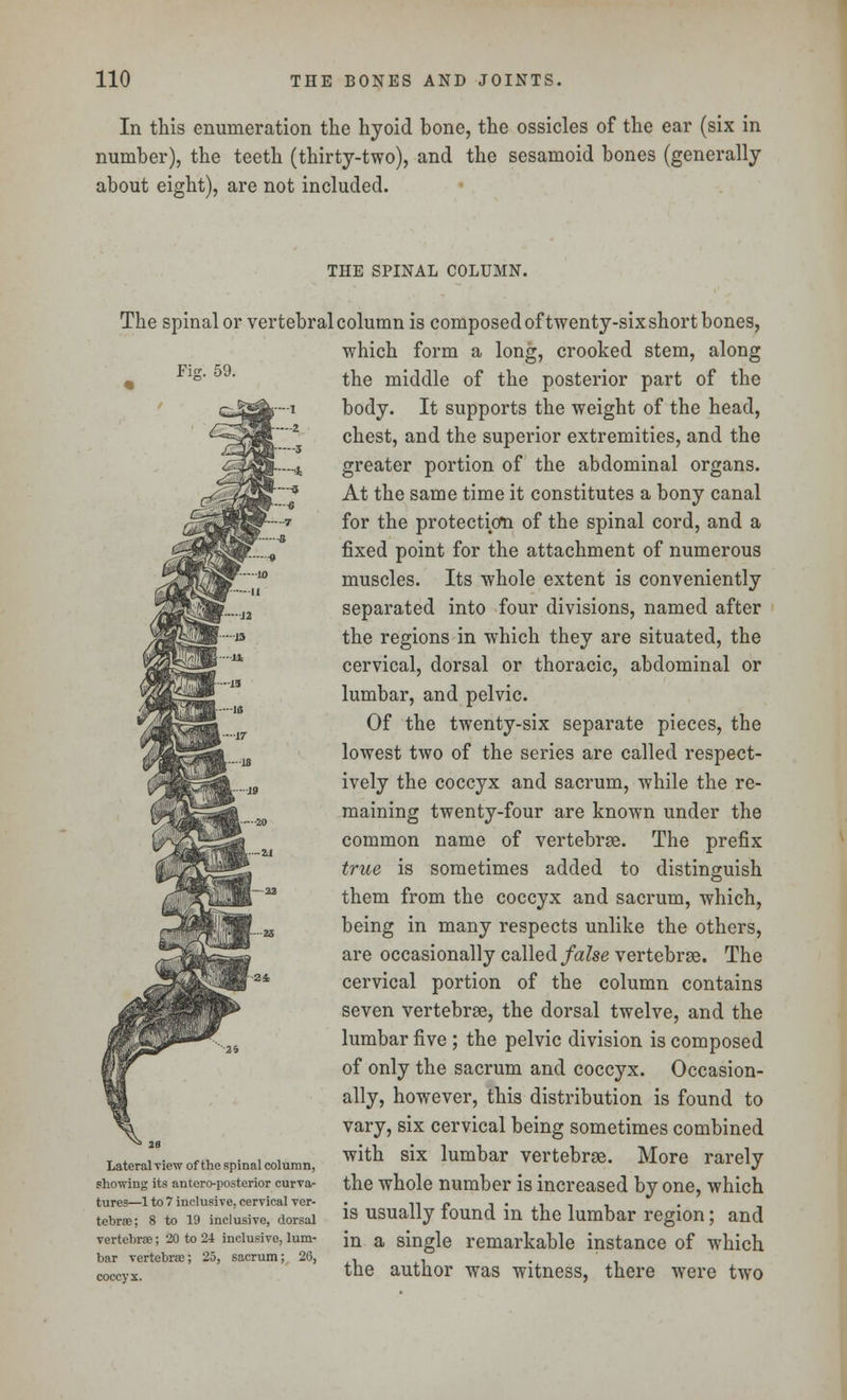 In this enumeration the hyoid bone, the ossicles of the ear (six in number), the teeth (thirty-two), and the sesamoid bones (generally about eight), are not included. THE SPINAL COLUMN. The spinal or vertebral column is composed of twenty-six short bones, which form a long, crooked stem, along « Flg- 59' the middle of the posterior part of the -i body. It supports the weight of the head, chest, and the superior extremities, and the -4 greater portion of the abdominal organs. At the same time it constitutes a bony canal for the protection of the spinal cord, and a fixed point for the attachment of numerous muscles. Its whole extent is conveniently separated into four divisions, named after the regions in which they are situated, the cervical, dorsal or thoracic, abdominal or lumbar, and pelvic. —IB . . Of the twenty-six separate pieces, the , lowest two of the series are called respect- „ ively the coccyx and sacrum, while the re- maining twenty-four are known under the common name of vertebrae. The prefix true is sometimes added to distinguish them from the coccyx and sacrum, which, being in many respects unlike the others, are occasionally called false vertebrae. The cervical portion of the column contains seven vertebrae, the dorsal twelve, and the lumbar five ; the pelvic division is composed of only the sacrum and coccyx. Occasion- ally, however, this distribution is found to vary, six cervical being sometimes combined T . • ,.«. . , , with six lumbar vertebrae. More rarely Lateral view of the spinal column, ♦*•.«*>» iuixwj showing its antero-posterior curva- the whole number is increased by one, which tures—1 to 7 inclusive, cervical ver- . ii r i-jiii tebrae; 8 to 19 inclusive, dorsal ls usually tound in the lumbar region; and vertebrae; 20 to2i inclusive,lum- Jn a single remarkable instance of which bar vertebras; 25, sacrum; 26, . coccyx. ttie author was witness, there were two